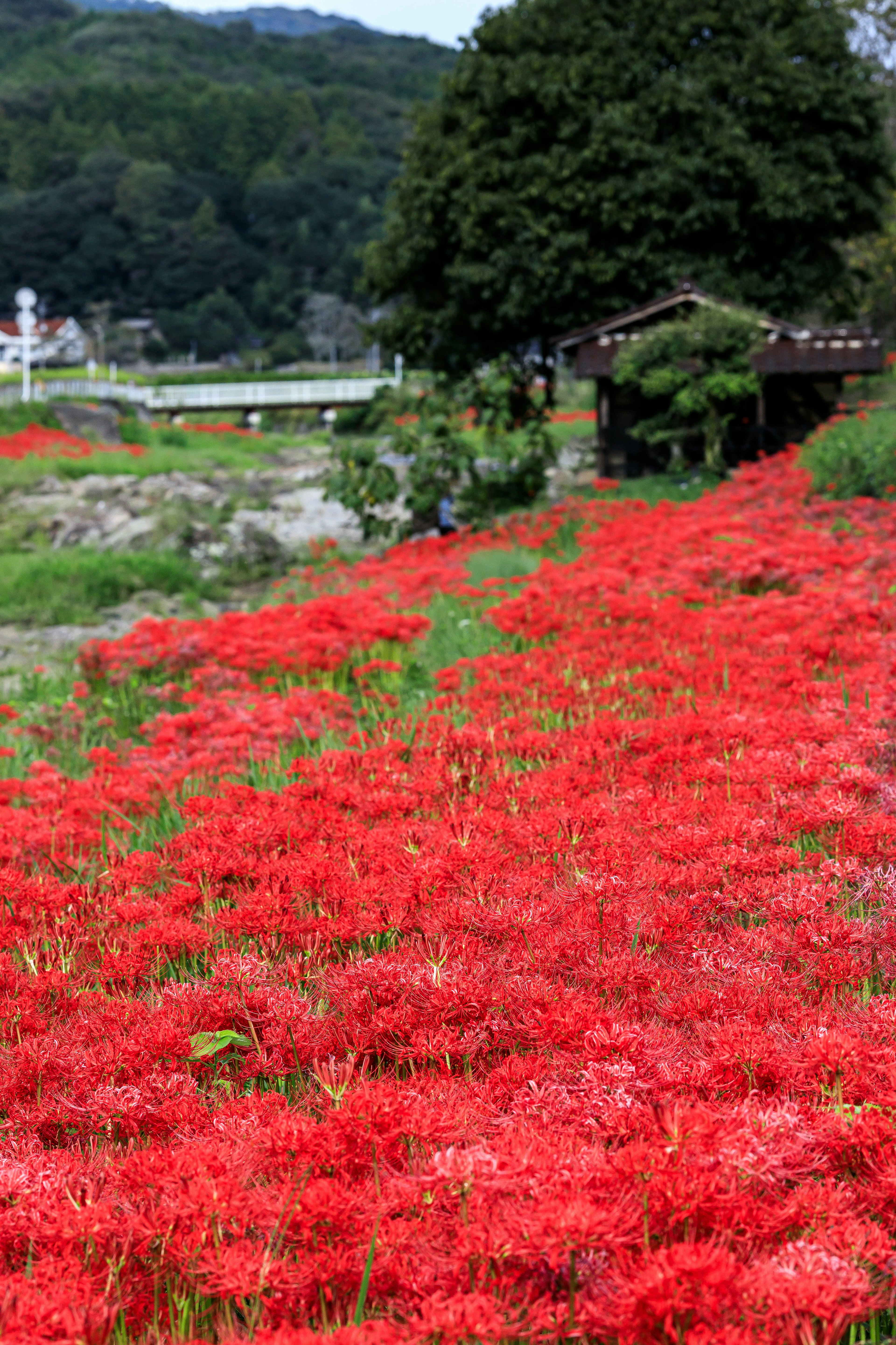 Hermoso paisaje con lirios rojos en flor