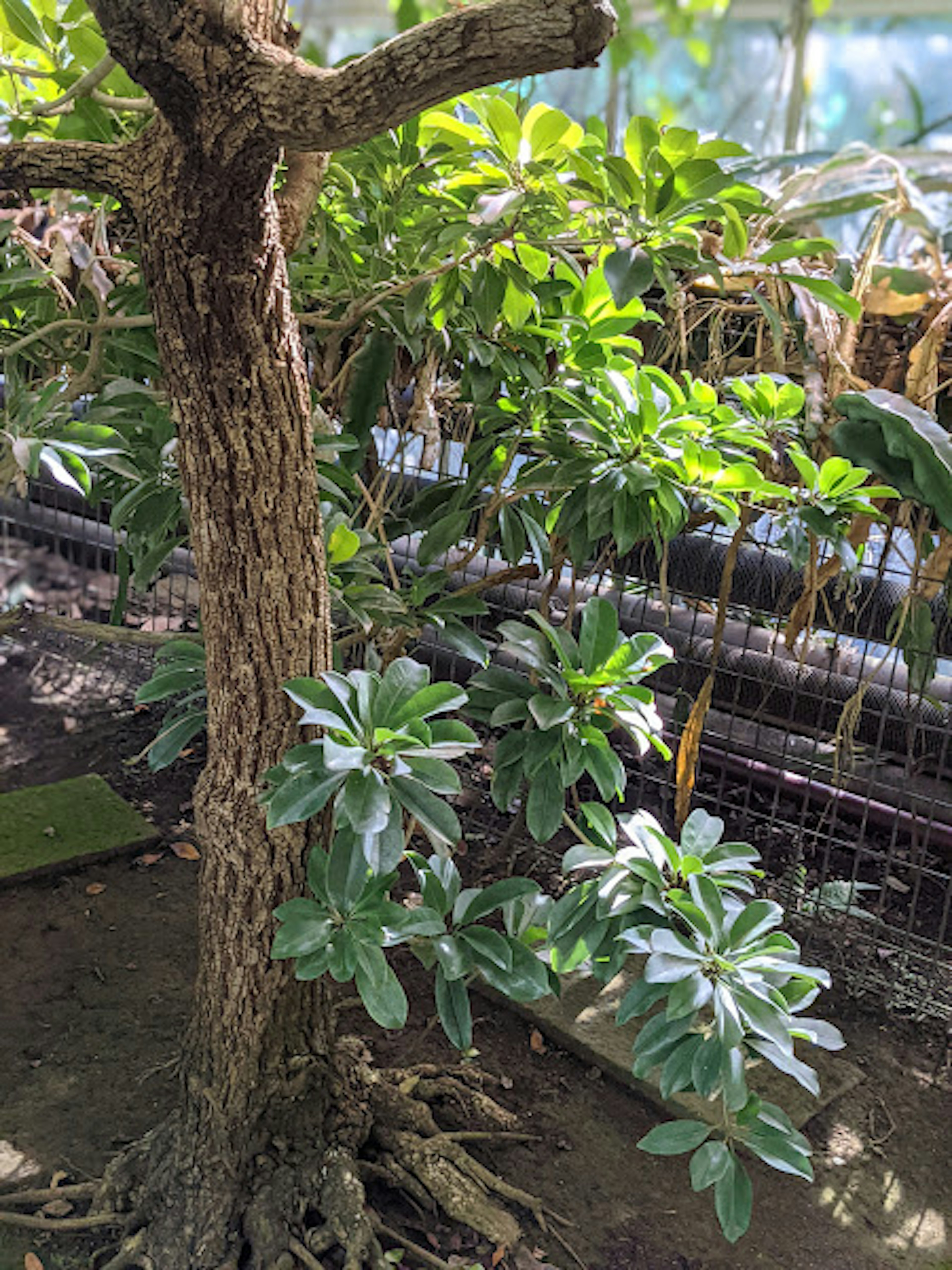 Parte de un árbol con hojas verdes exuberantes y raíces visibles