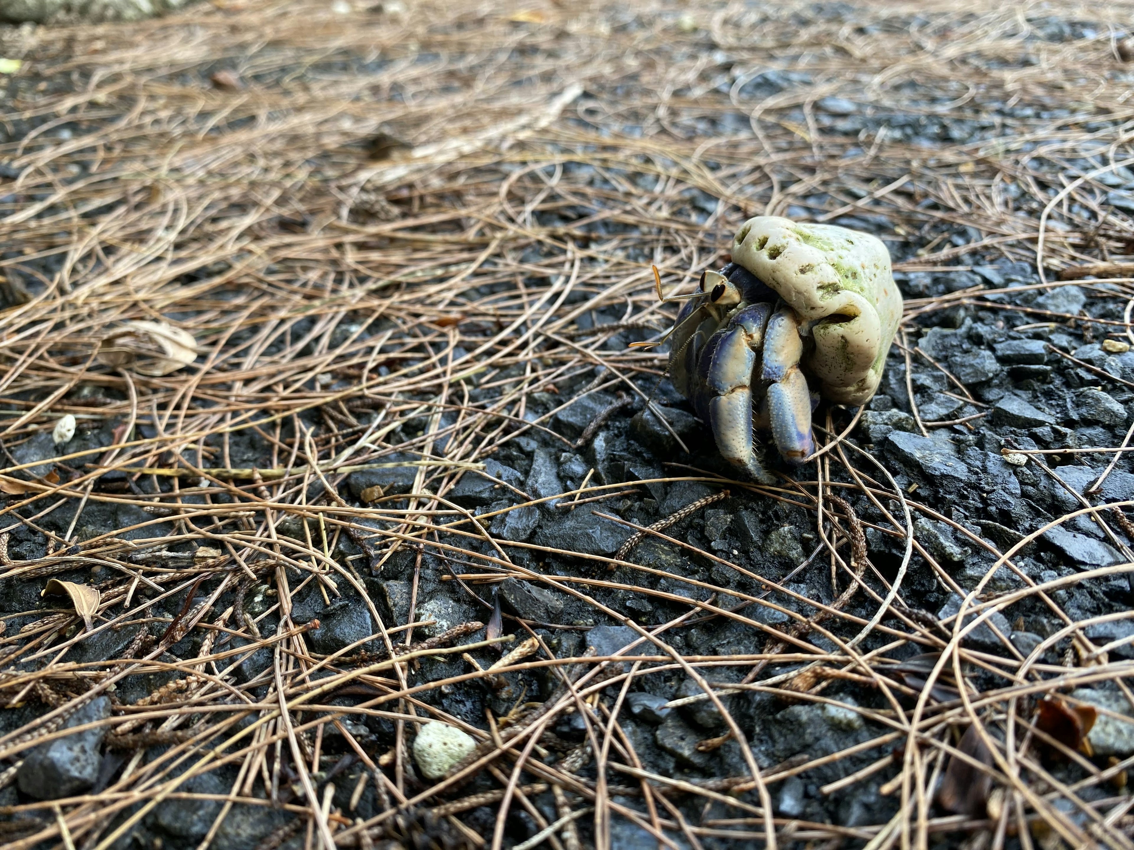 Zwei Krebsschalen, die am Boden über Kiefernnadeln kreuzen