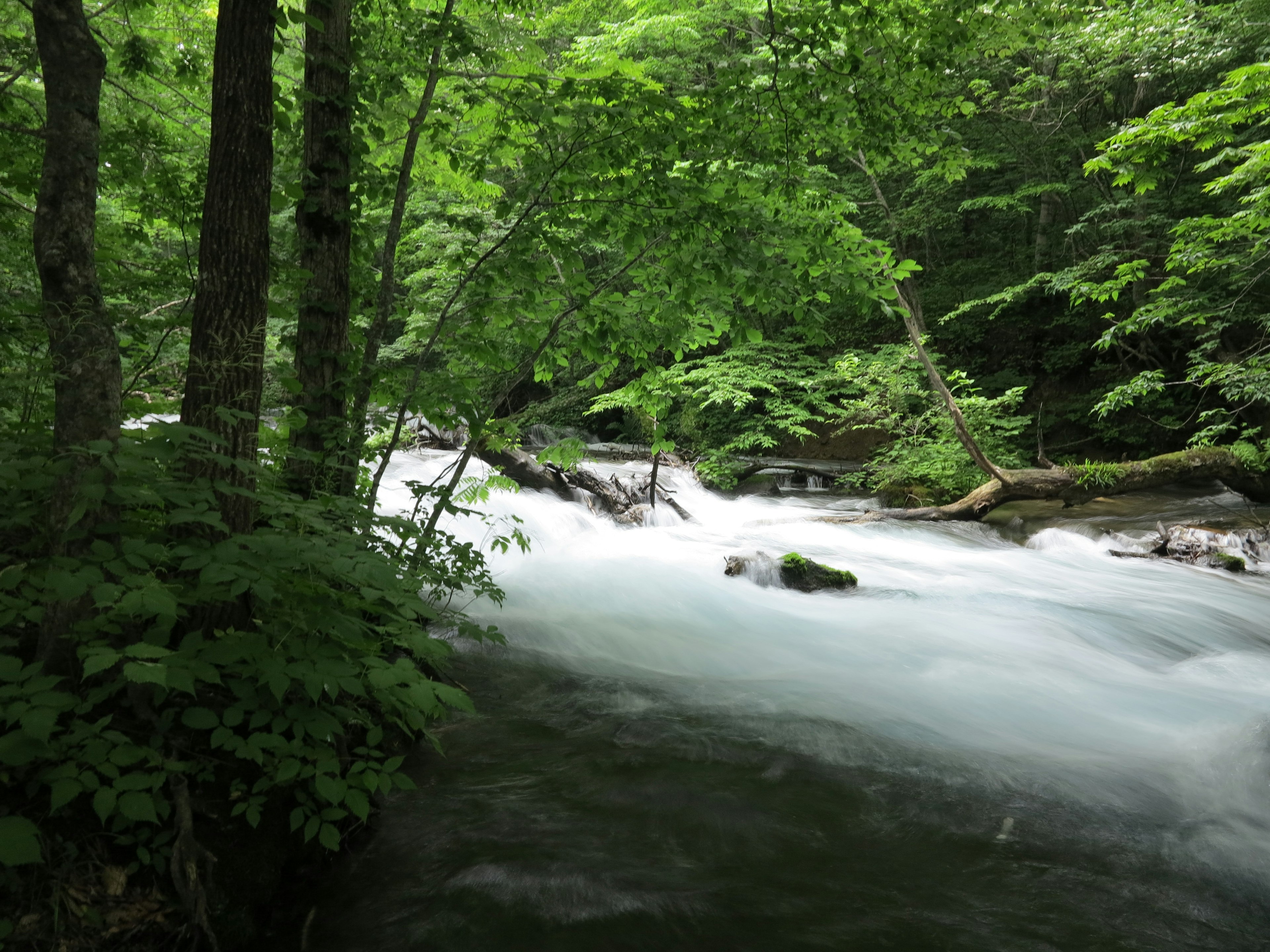 A flowing river surrounded by lush green trees