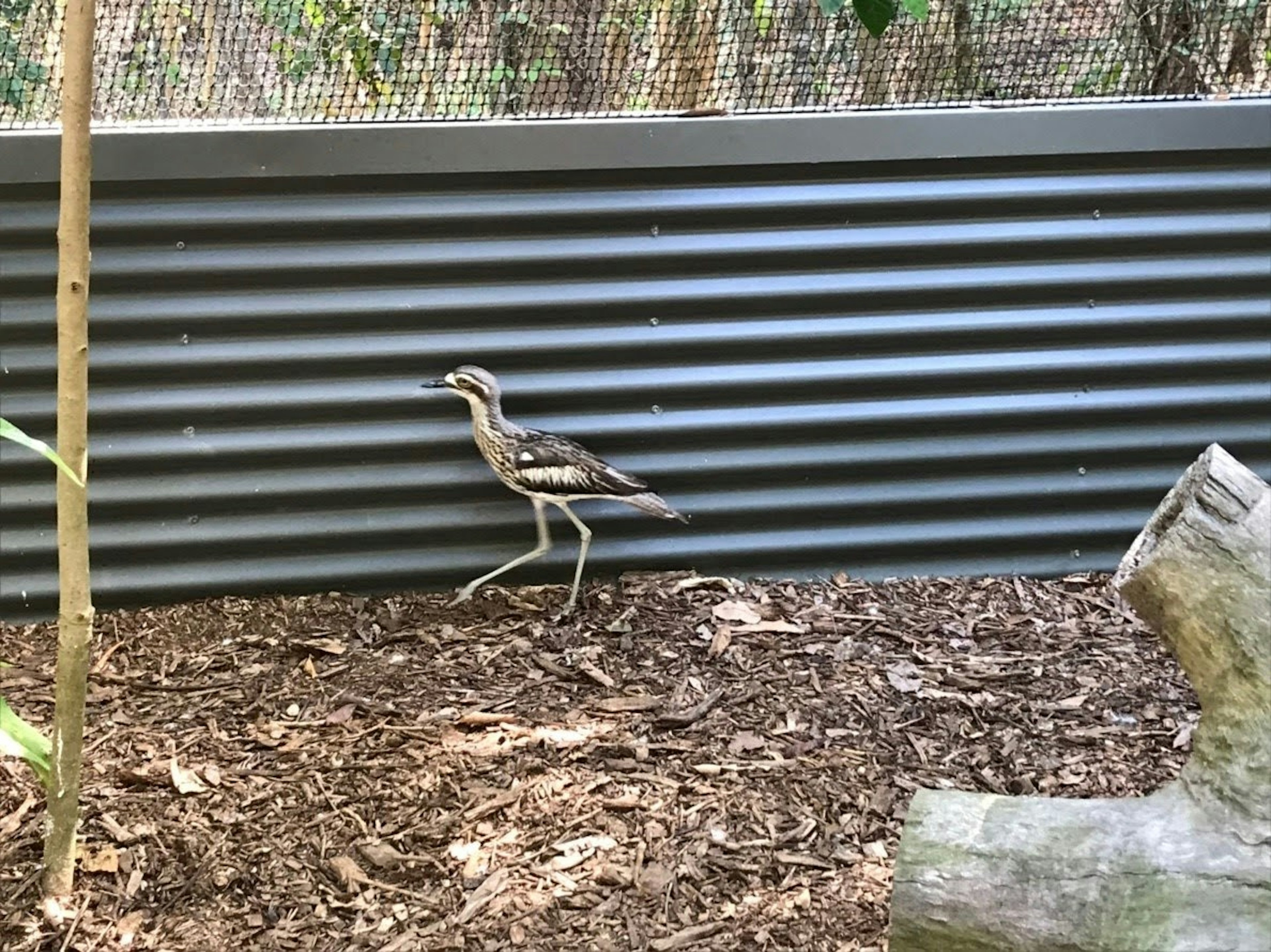 A bird walking near a metal wall in a forested area