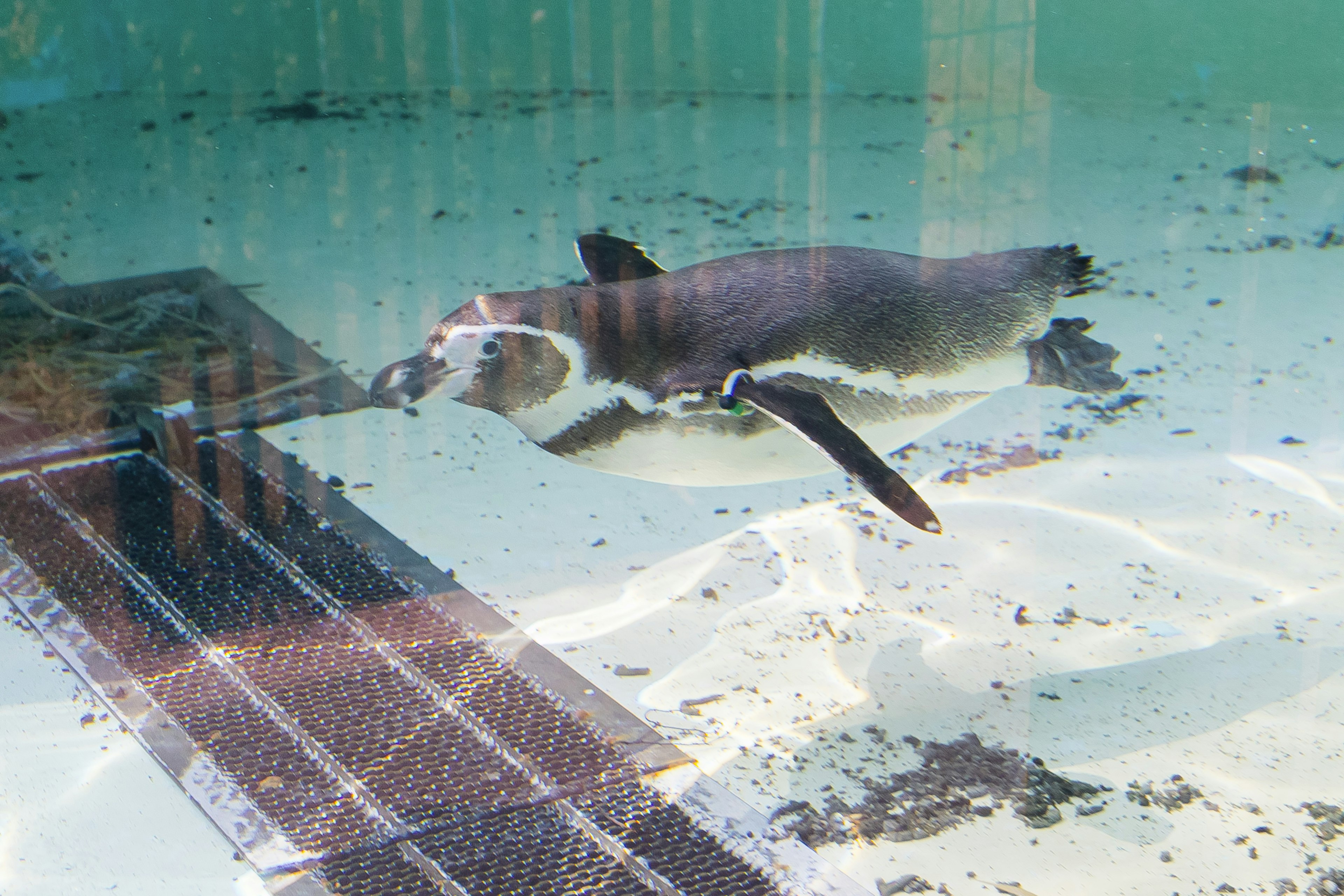 A penguin swimming in an aquarium with clear water and sandy bottom