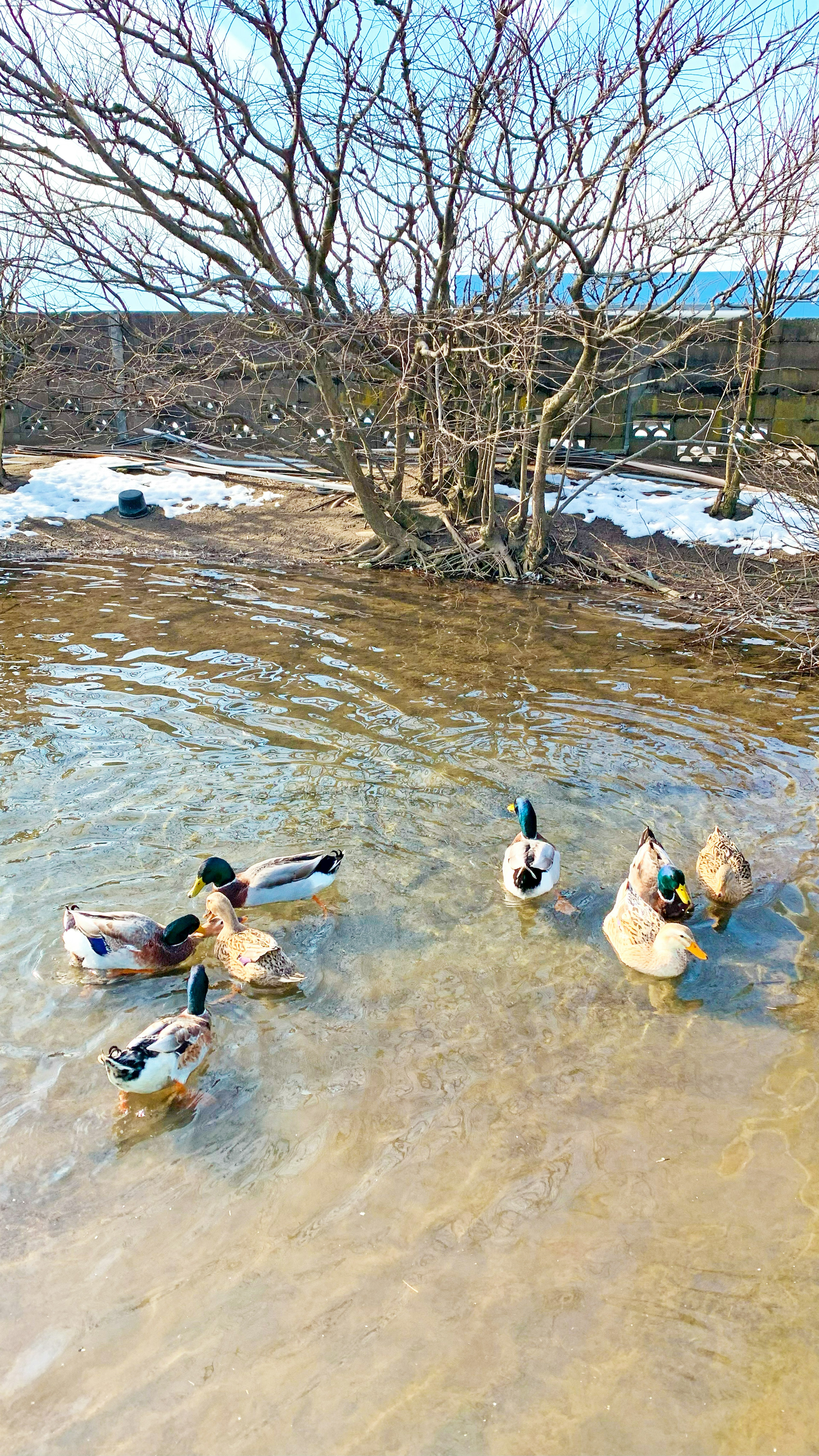 Bebek berenang di air dangkal dekat pohon