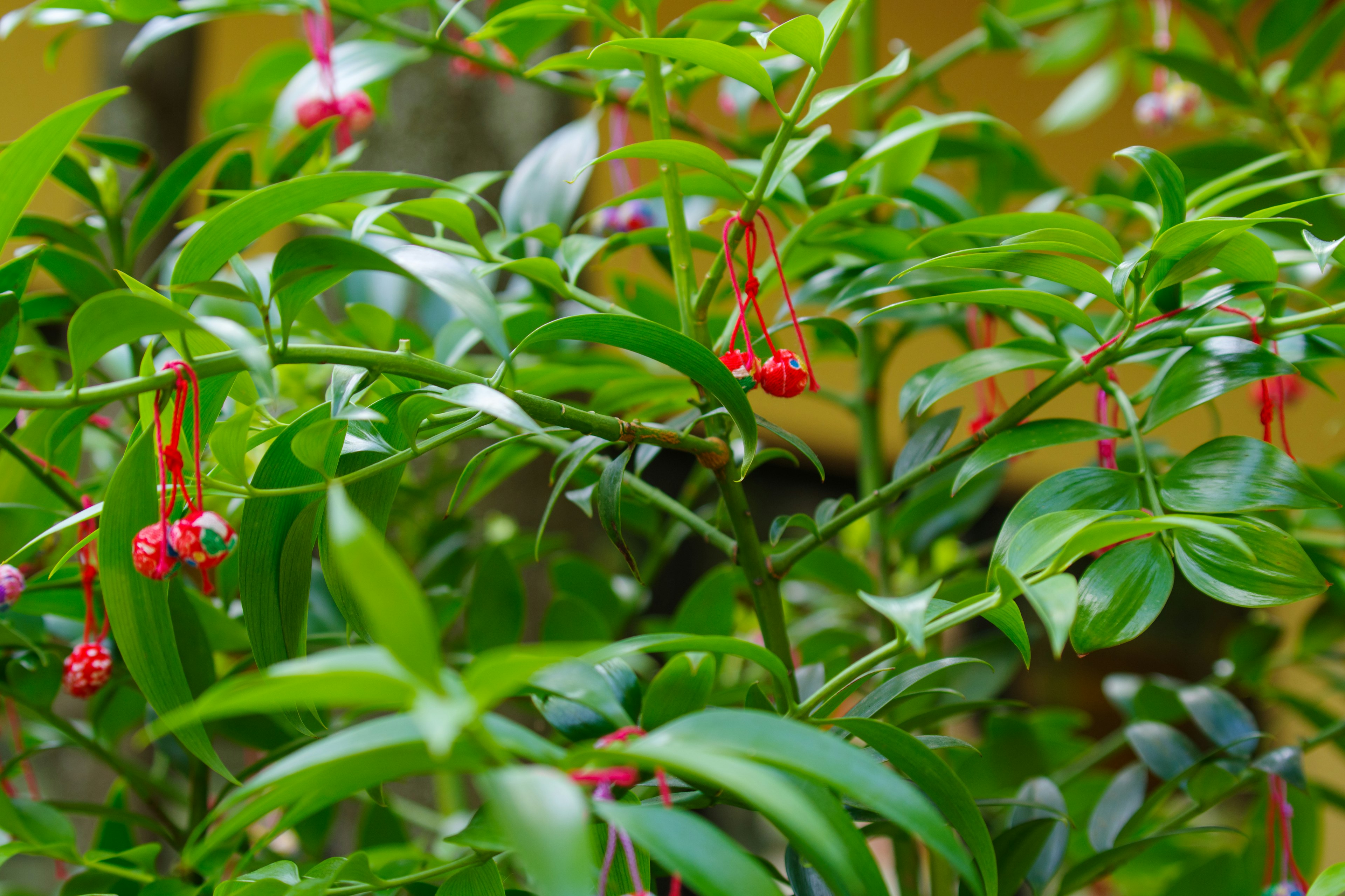 Kedekatan tanaman dengan daun hijau dan bunga merah