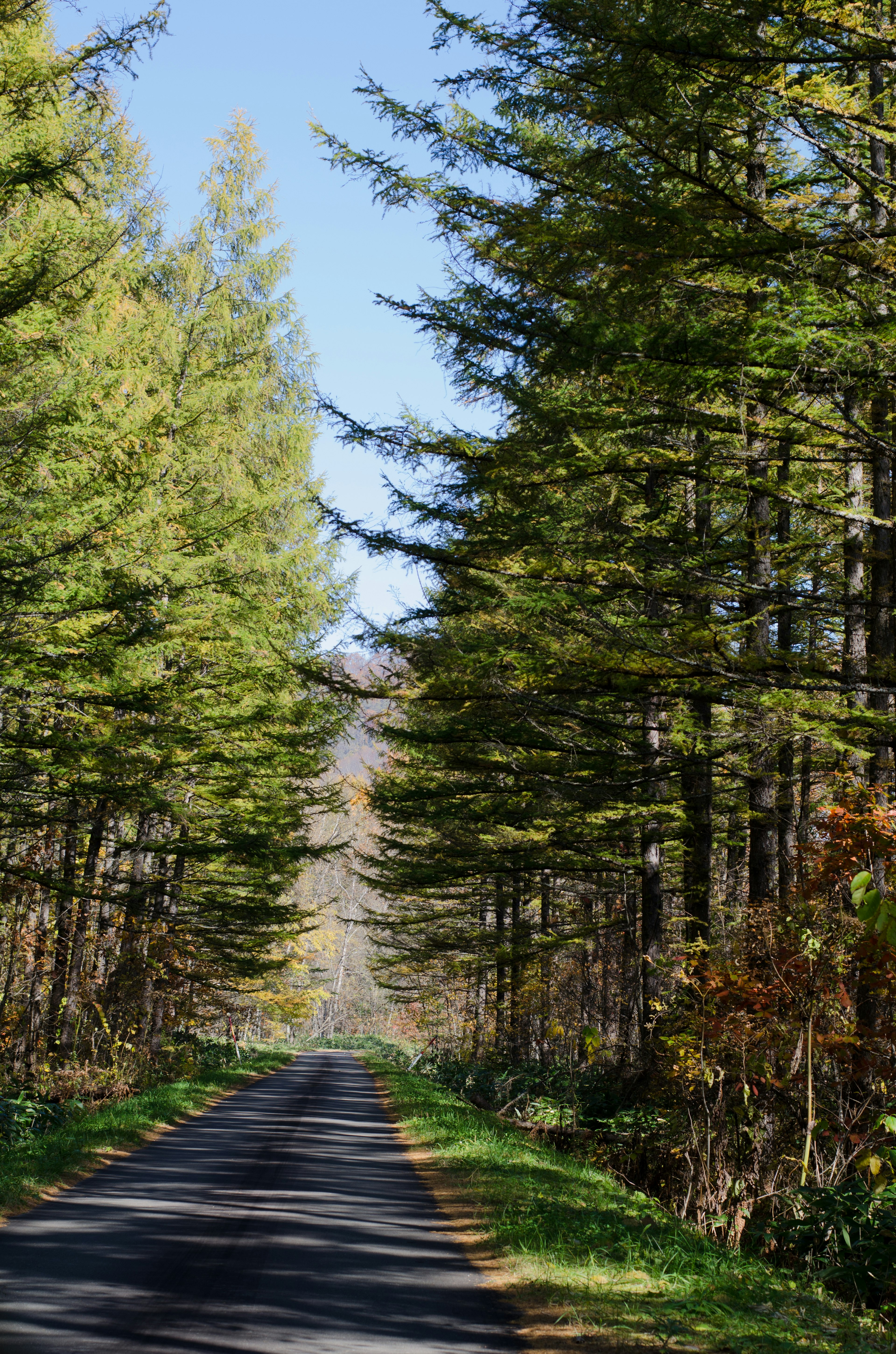 Strada serena fiancheggiata da alberi verdi sotto un cielo blu chiaro