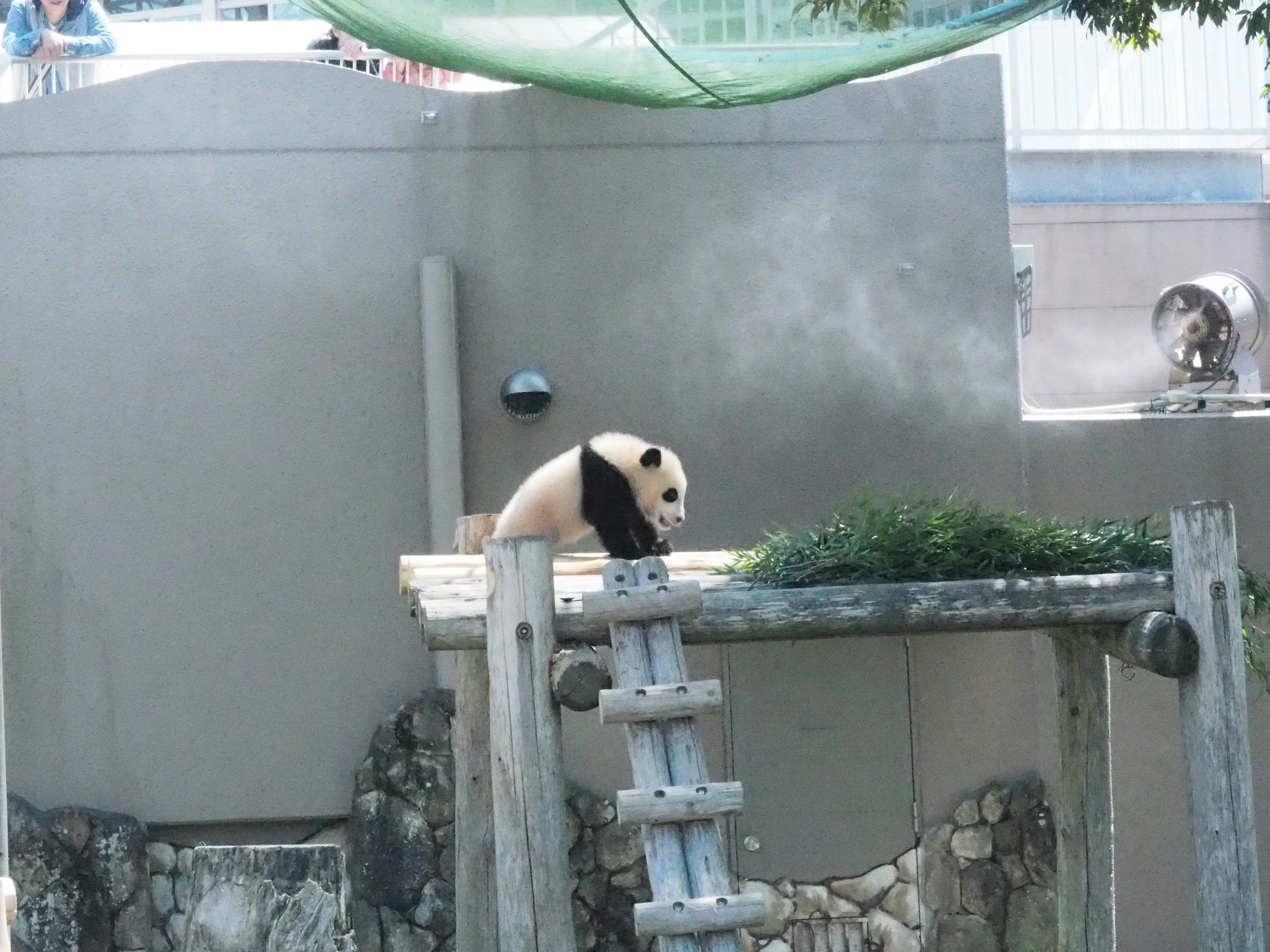 Panda duduk di platform dalam lingkungan kebun binatang