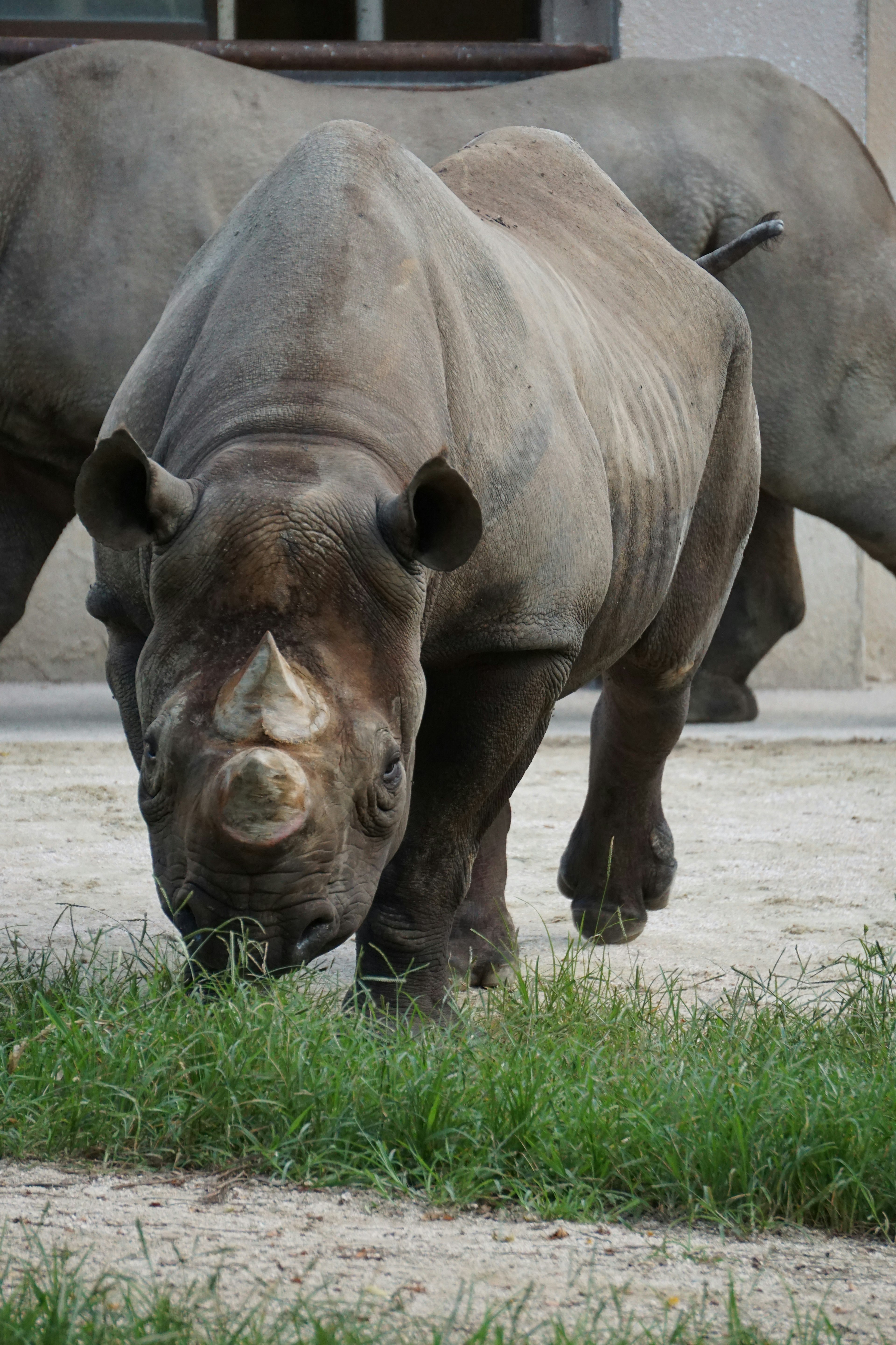 Close-up of a rhinoceros grazing on grass