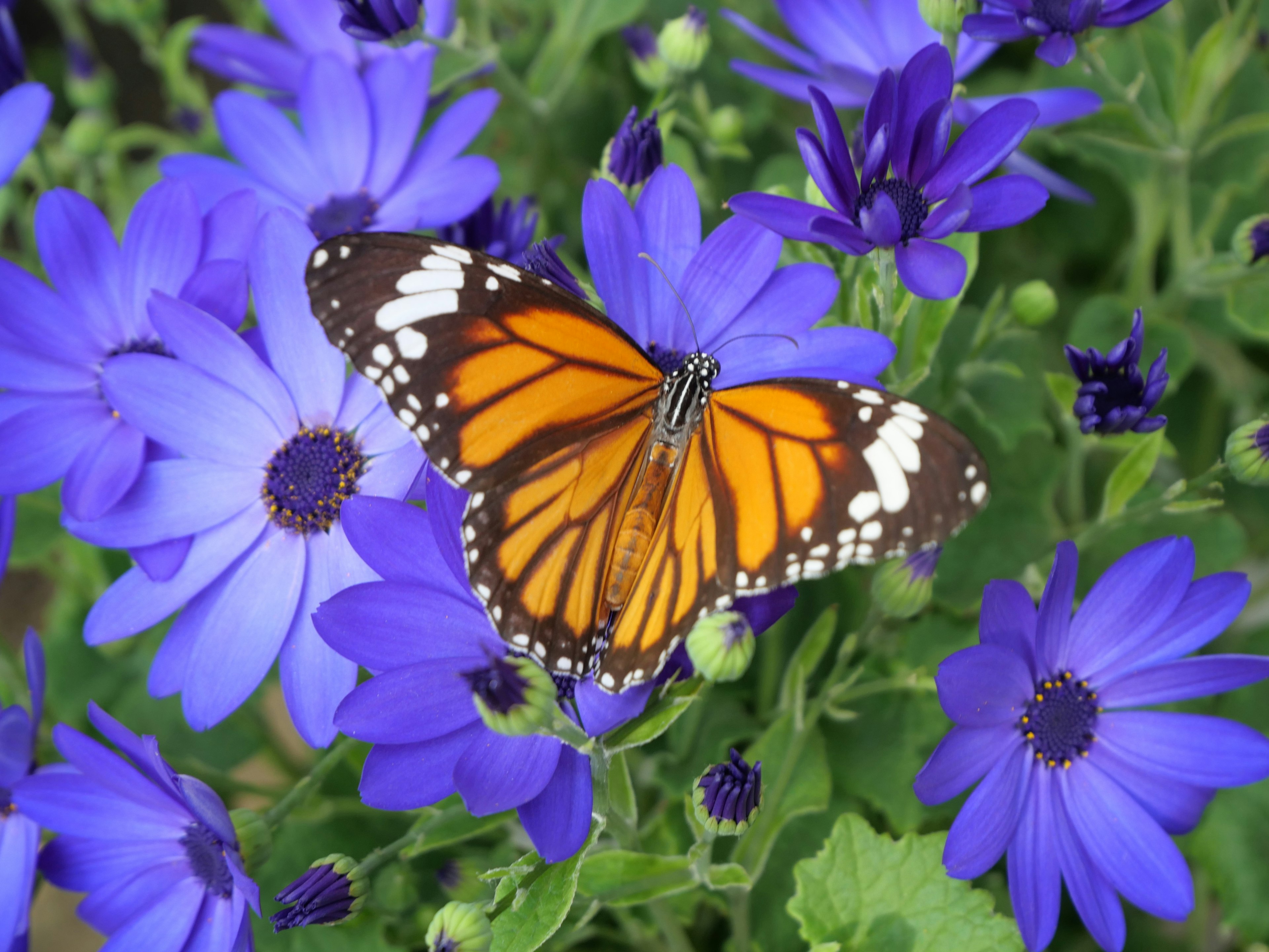 Ein lebhaft orangefarbener Schmetterling, der auf lila Blumen sitzt