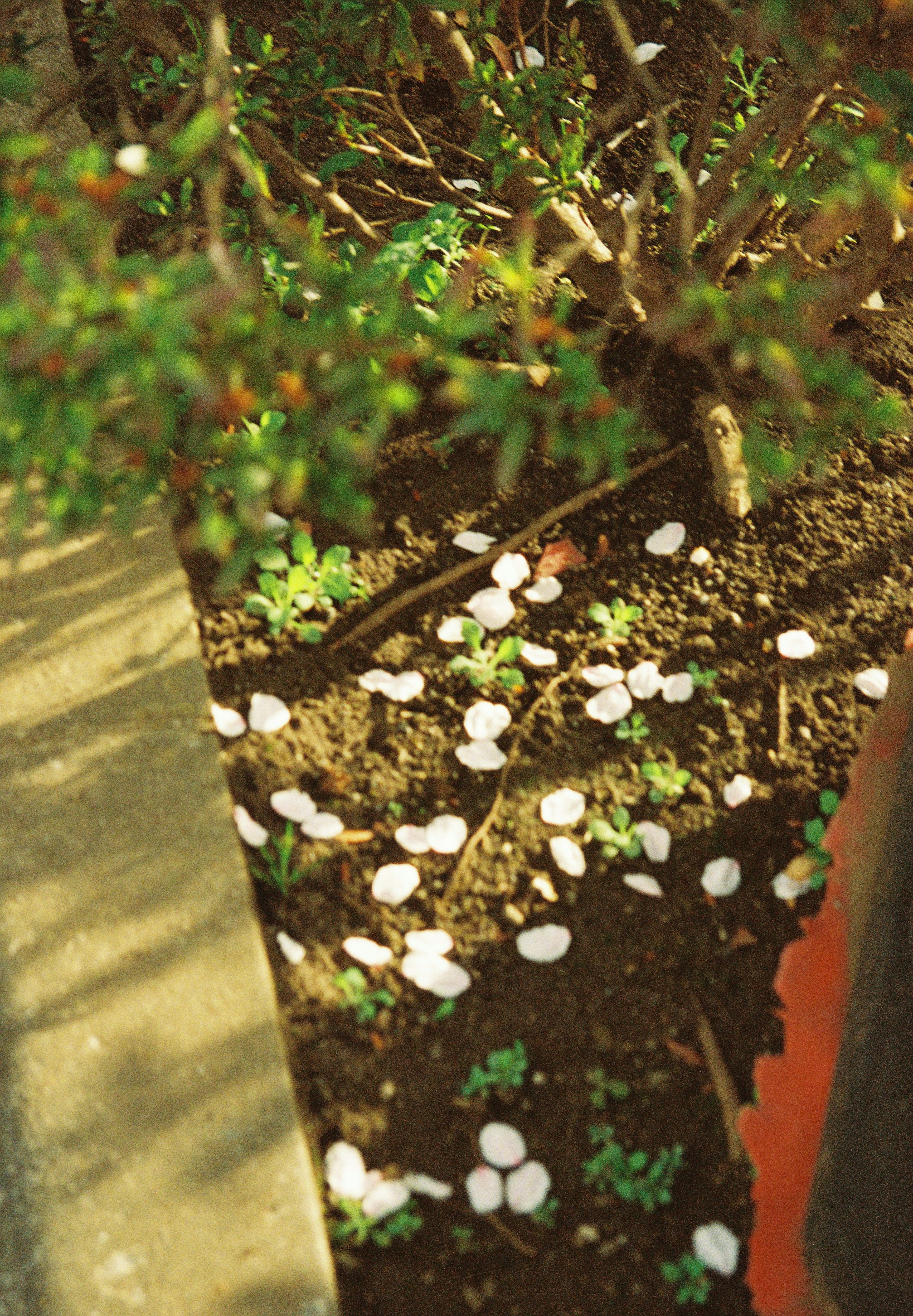 Scene with scattered white petals near green plants