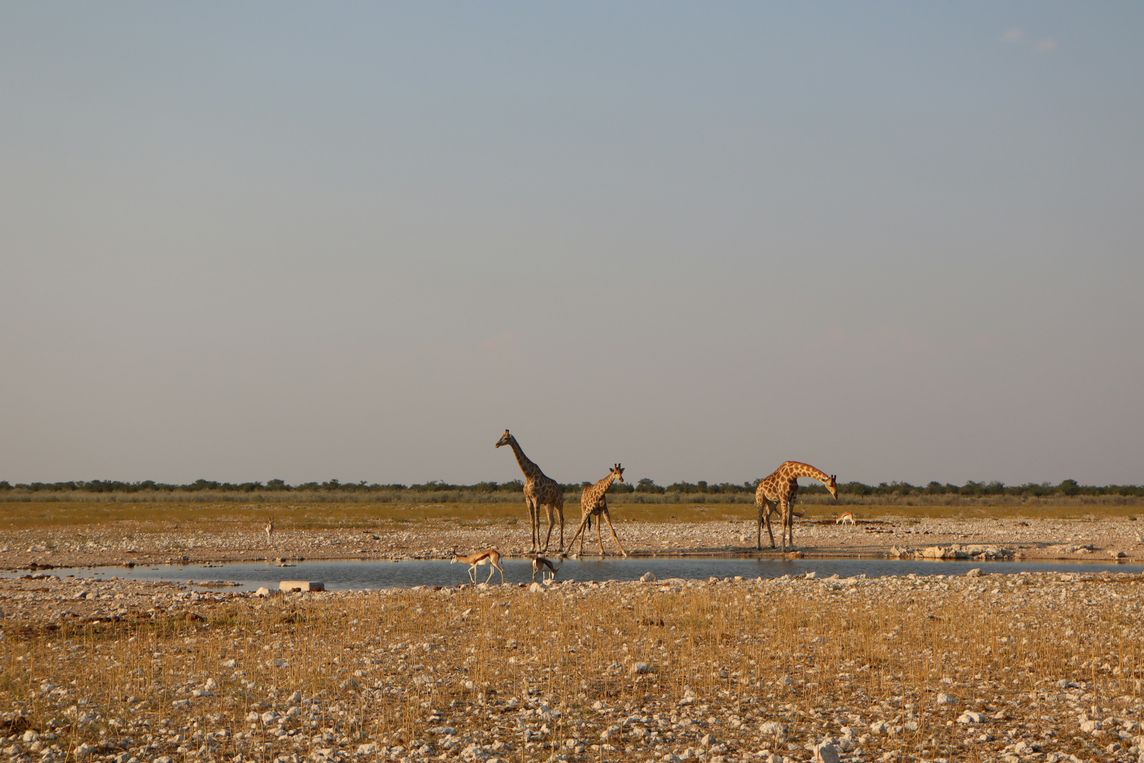 Two giraffes drinking water in a grassy landscape