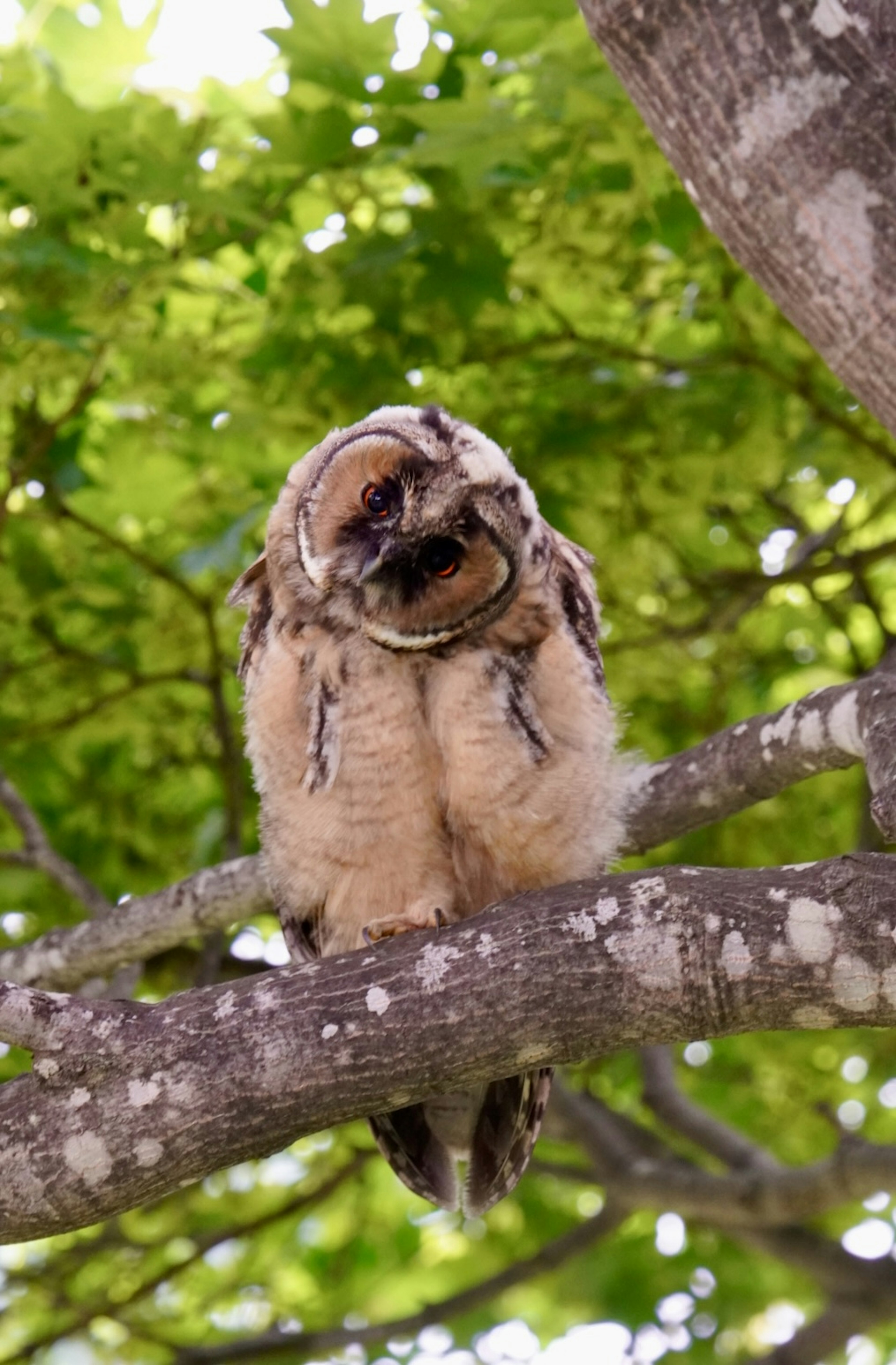 木の枝に止まるフクロウの雛が緑の葉に囲まれている