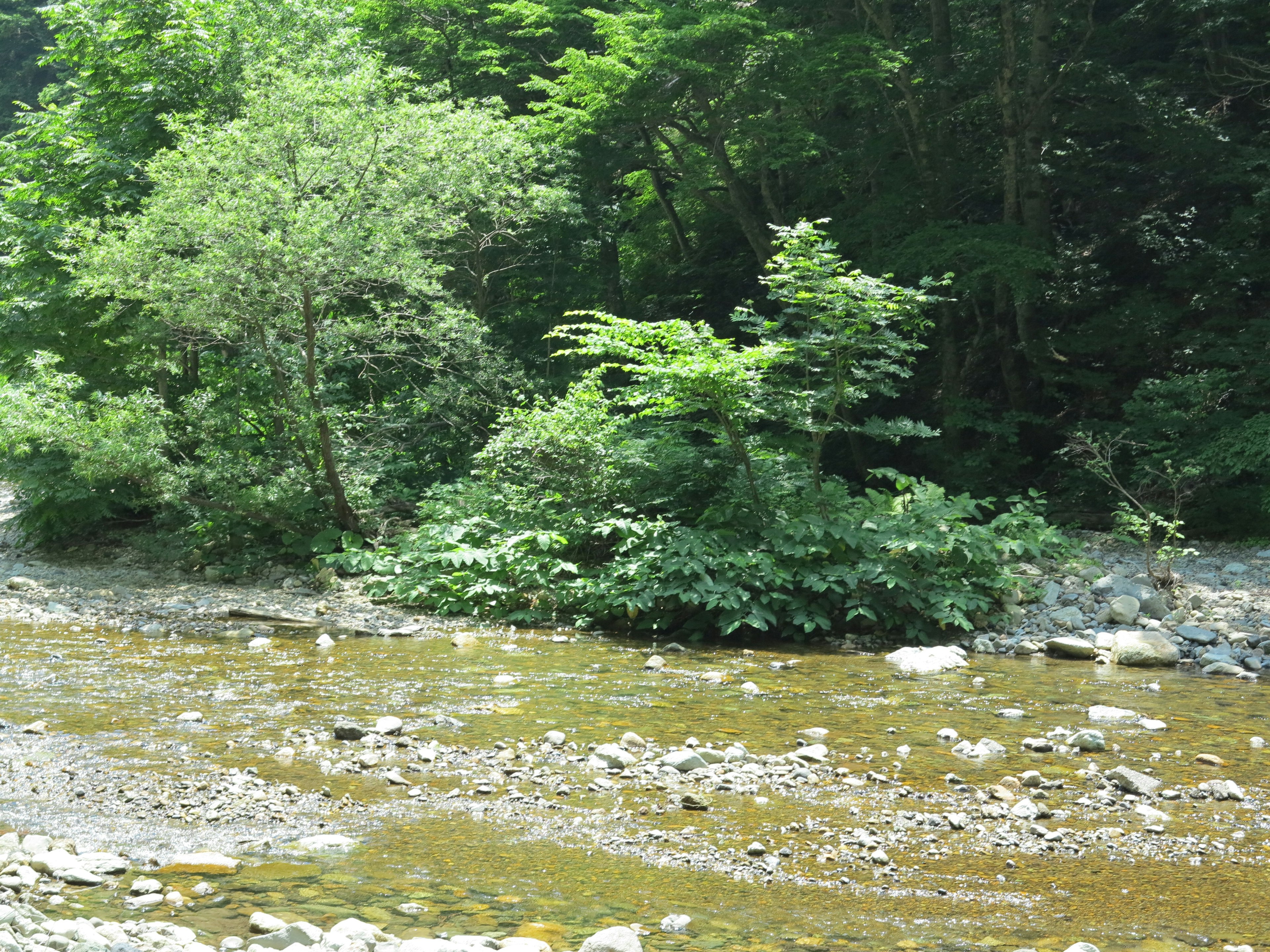 川の近くに生い茂る緑豊かな植物と木々