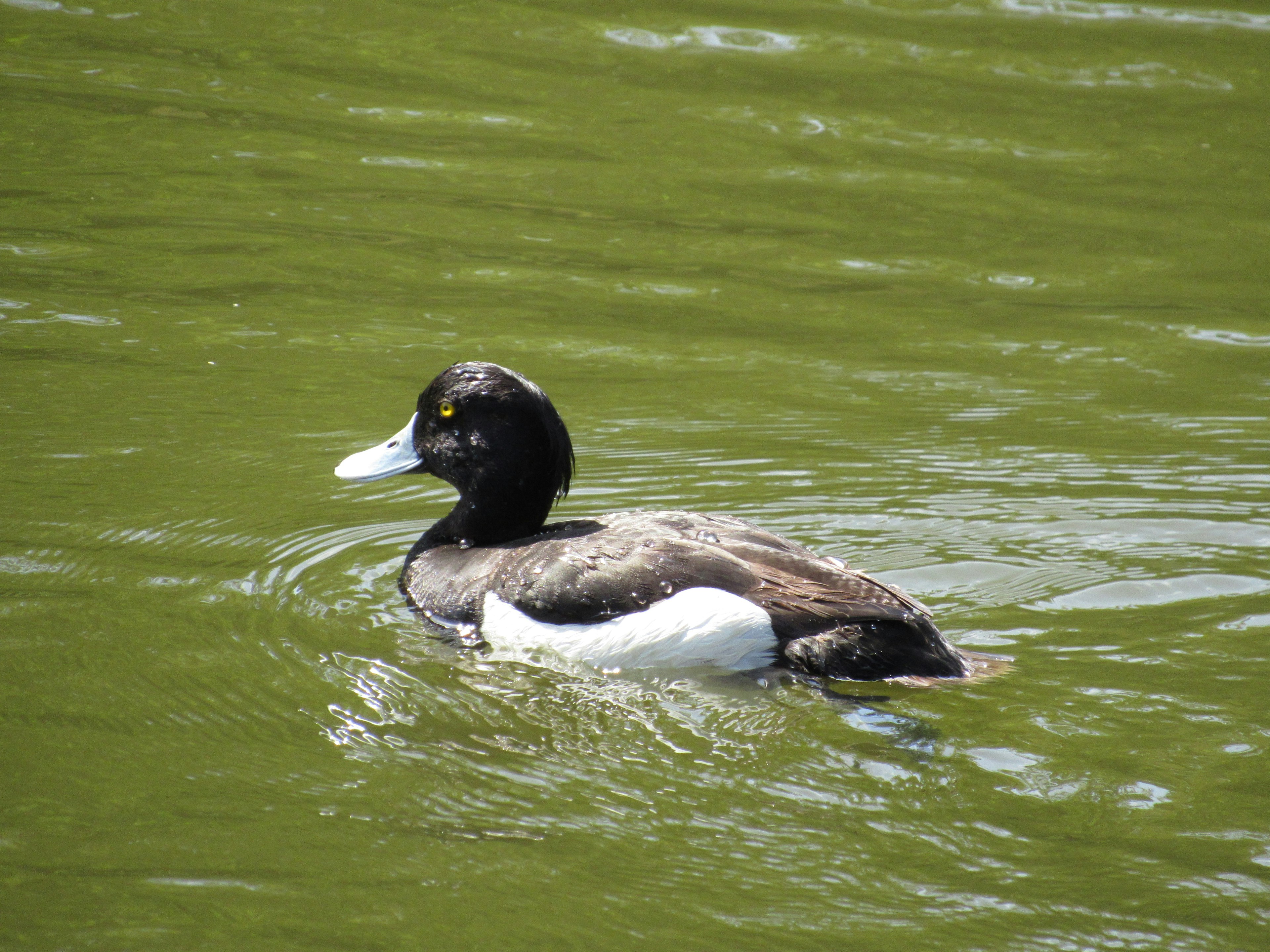 Pato macho con copete nadando en el agua