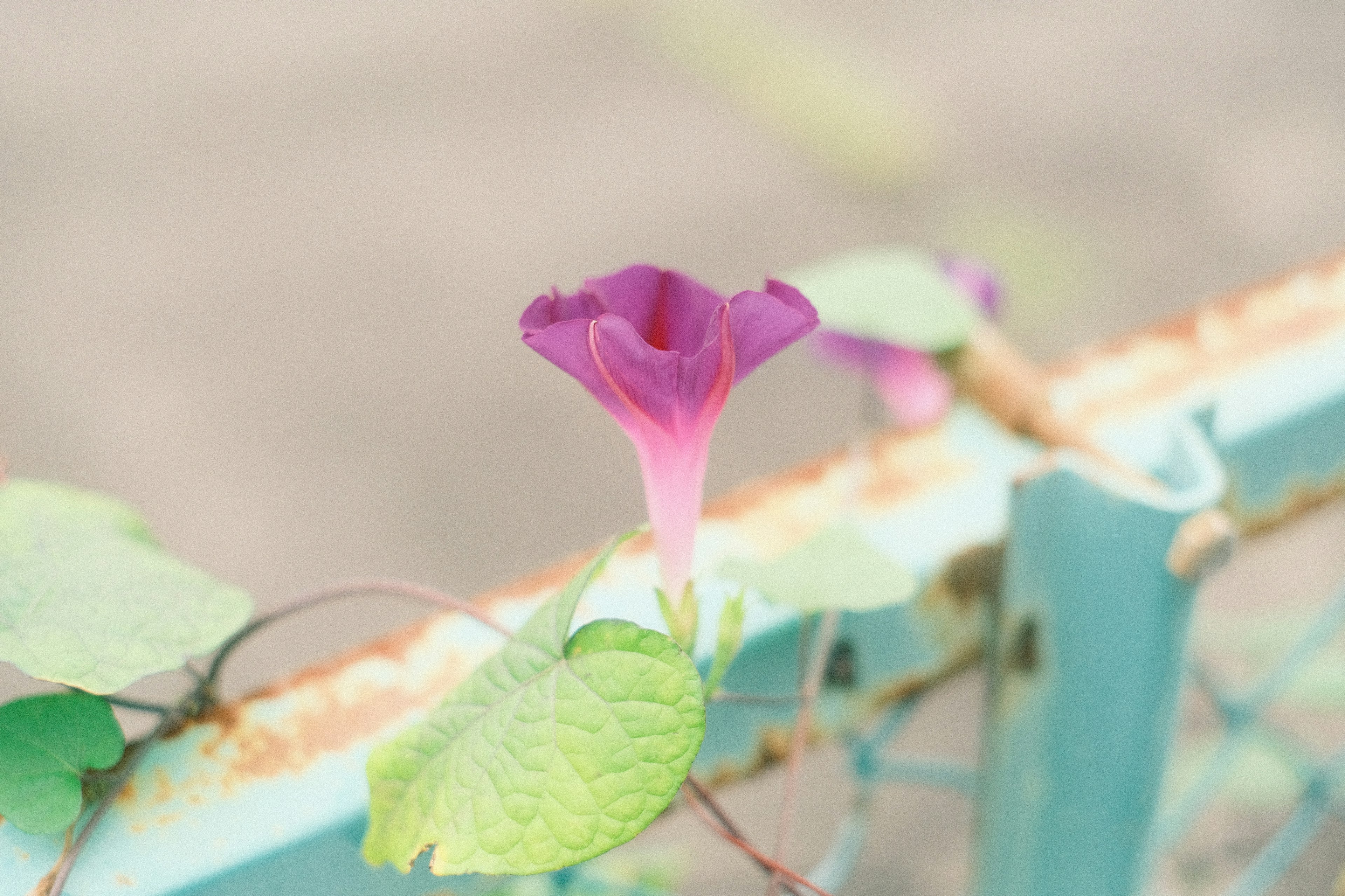 Fiore viola che fiorisce su una recinzione blu con foglie verdi