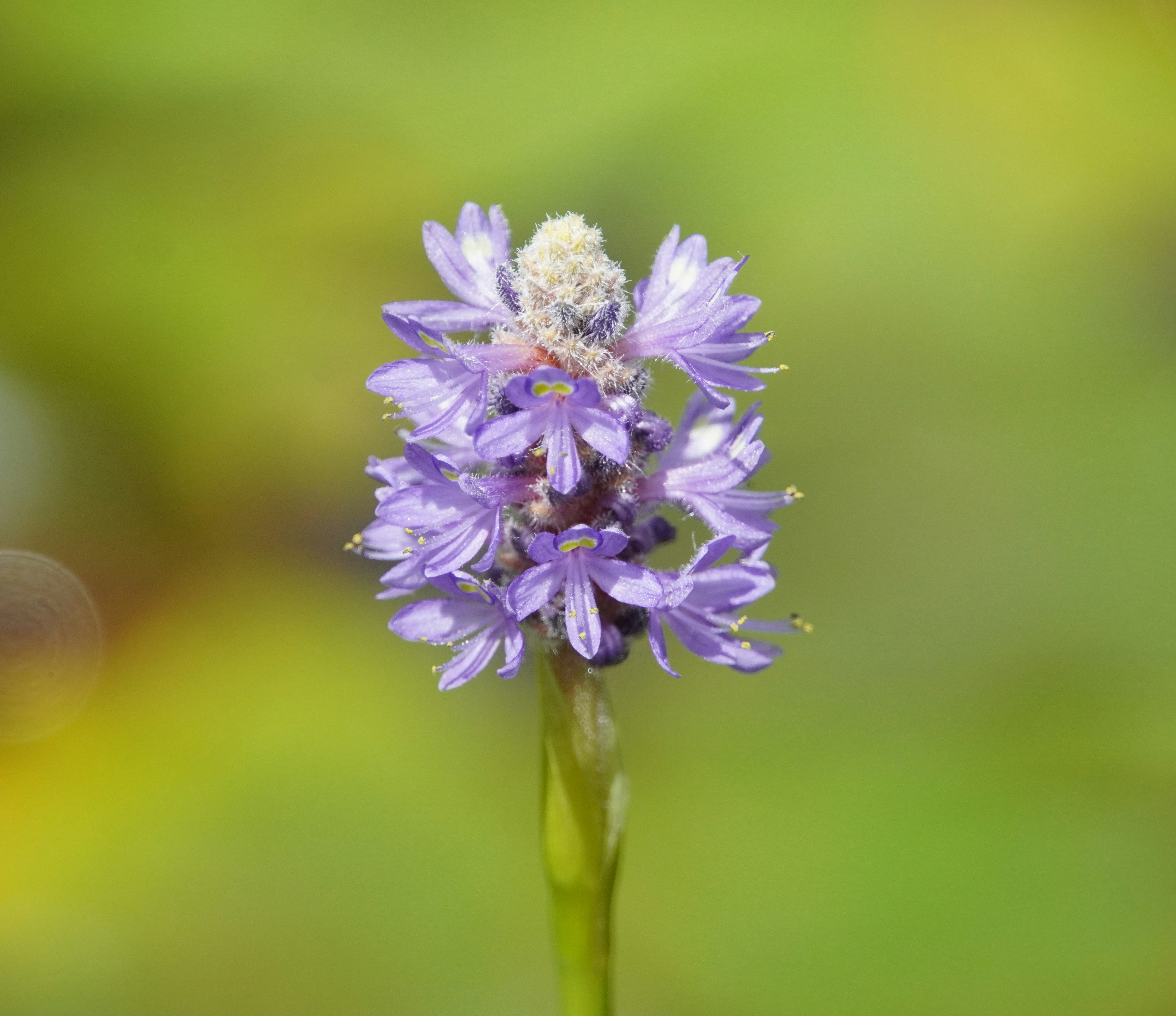 Close-up of a purple flower with a blurred background