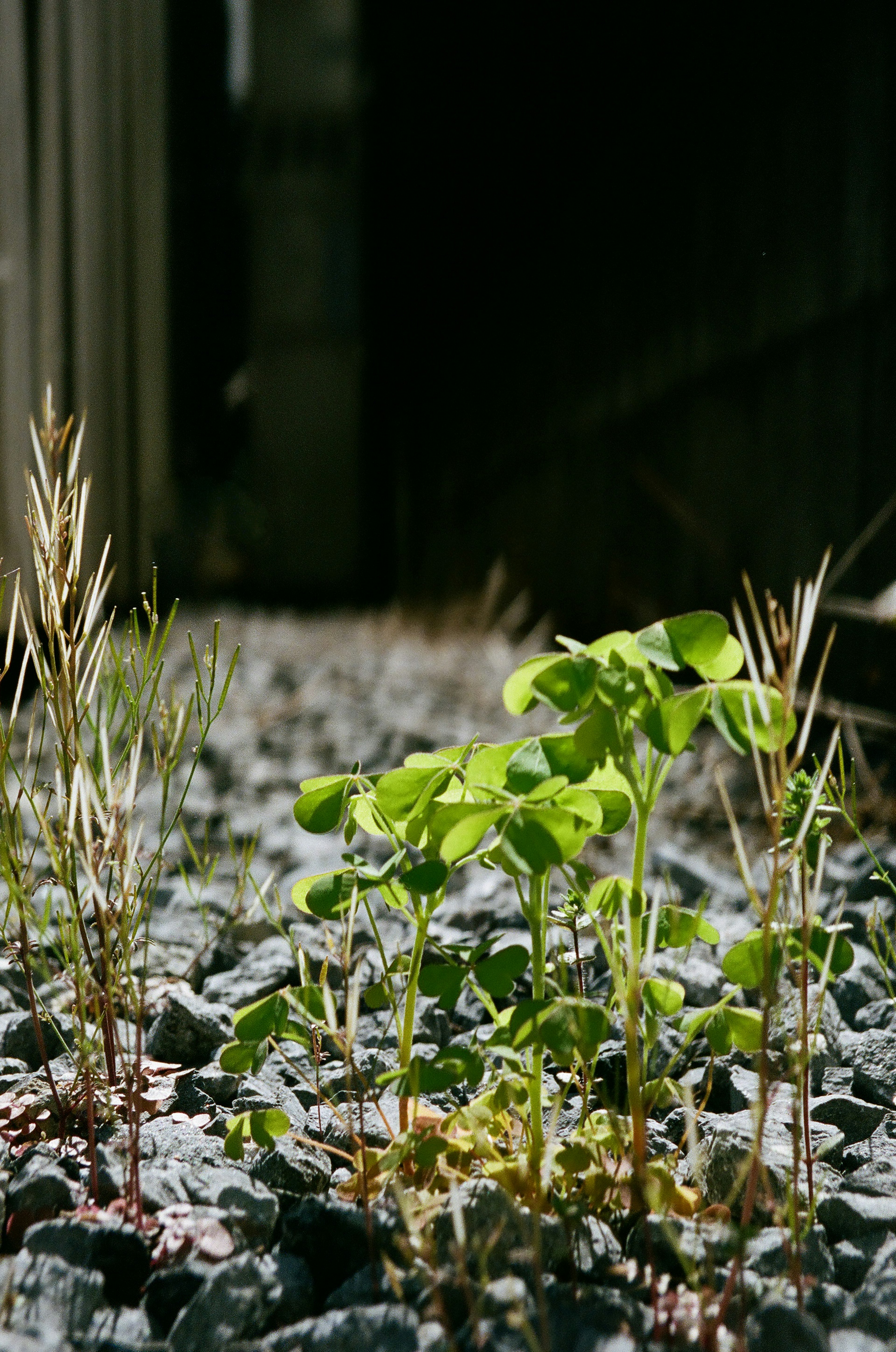 Petites plantes vertes et herbes sèches poussant entre les pierres