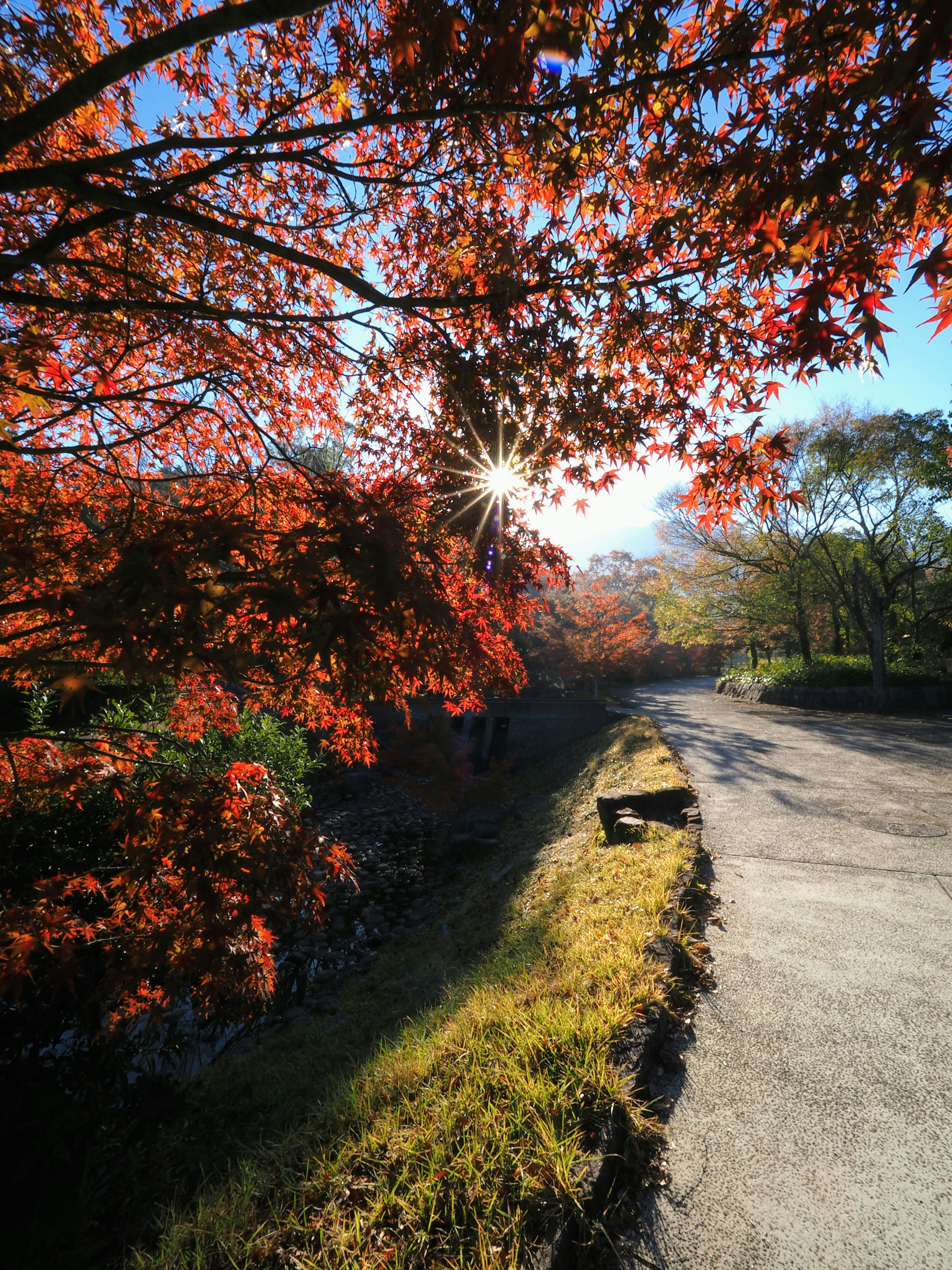 Vibrant autumn leaves along a tranquil path with sunlight shining through