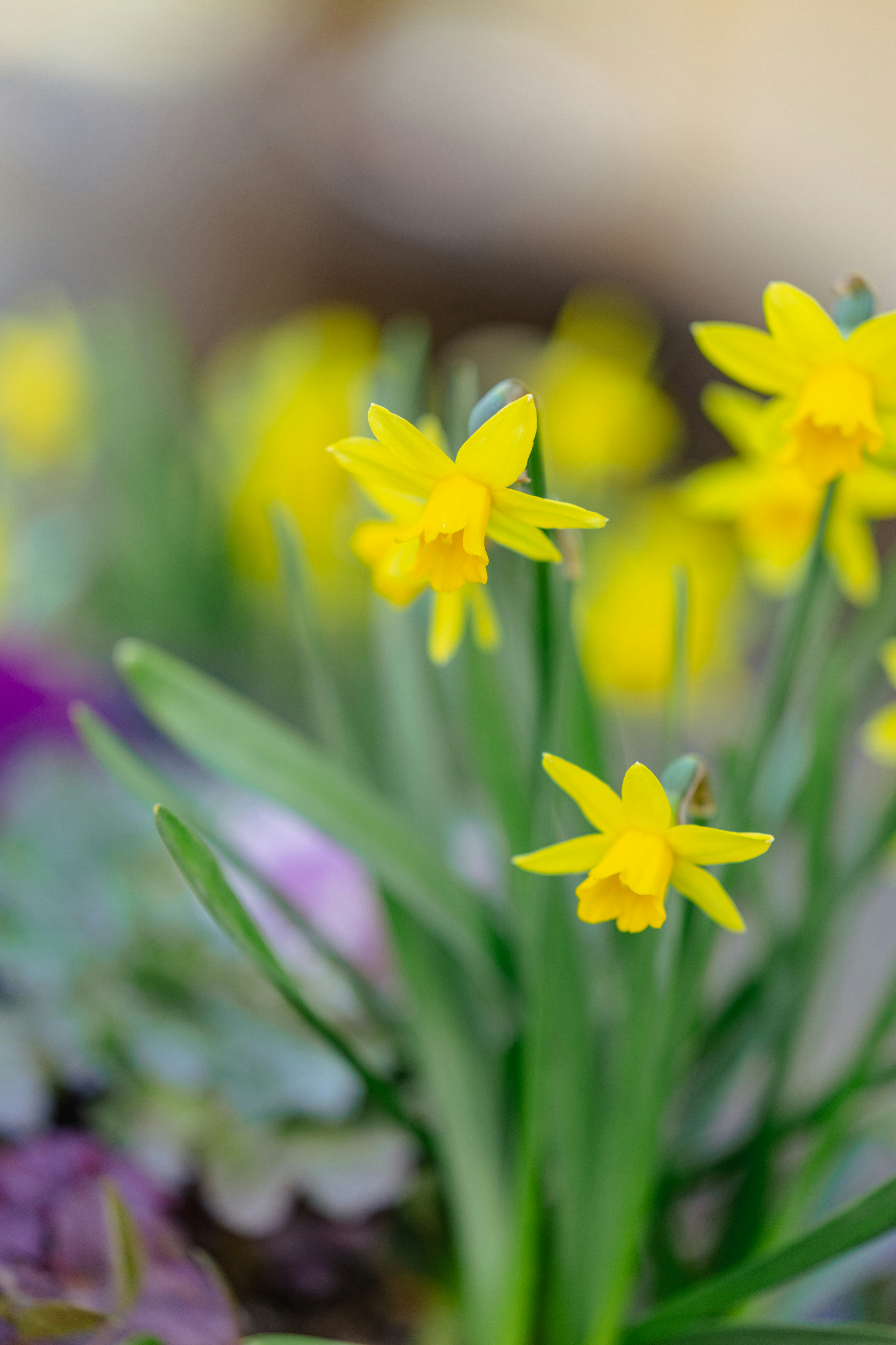 Verschwommenes Bild von blühenden gelben Narzissen in einem Garten