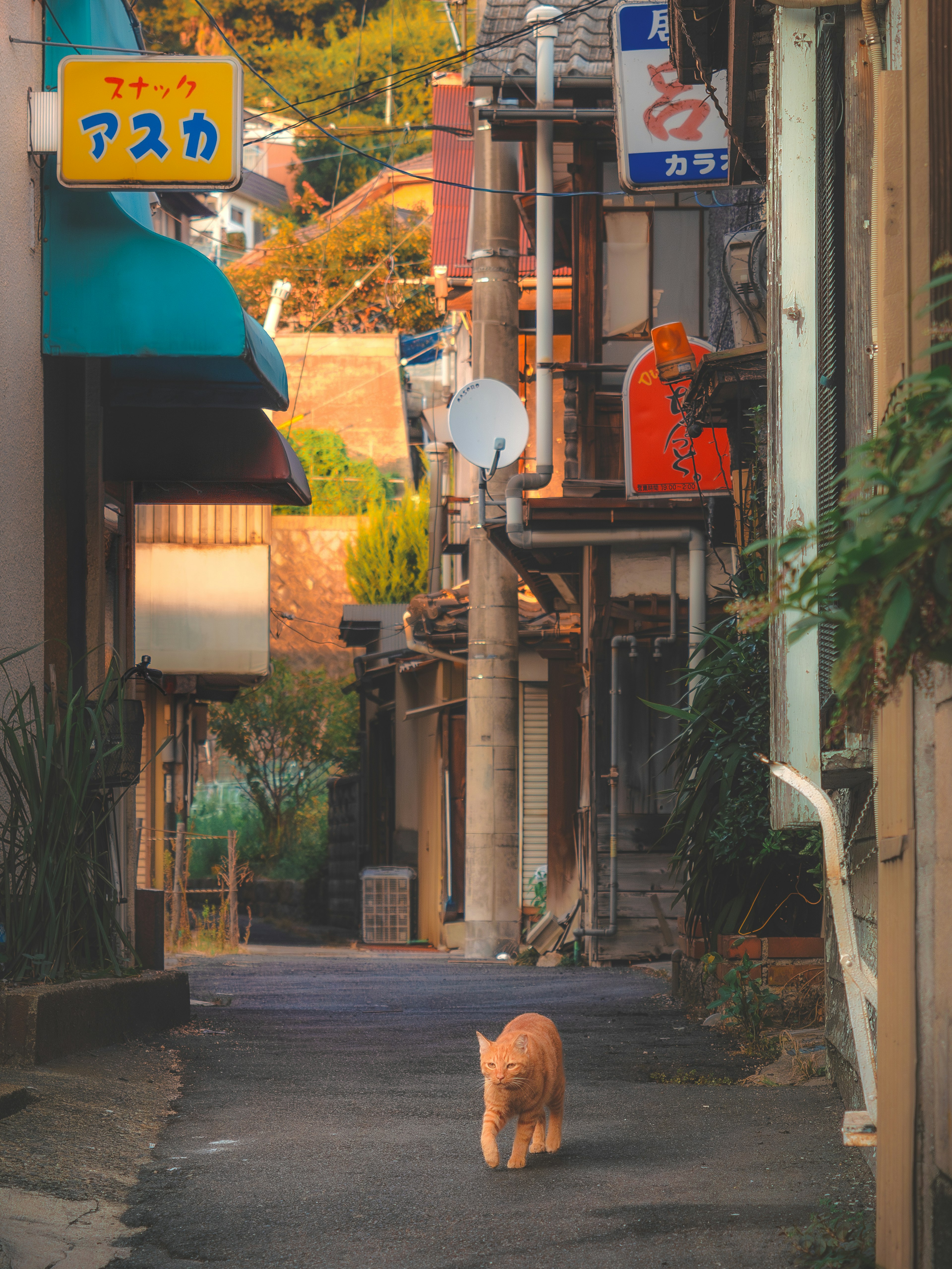 猫が通りを歩いている日本の街並みの風景