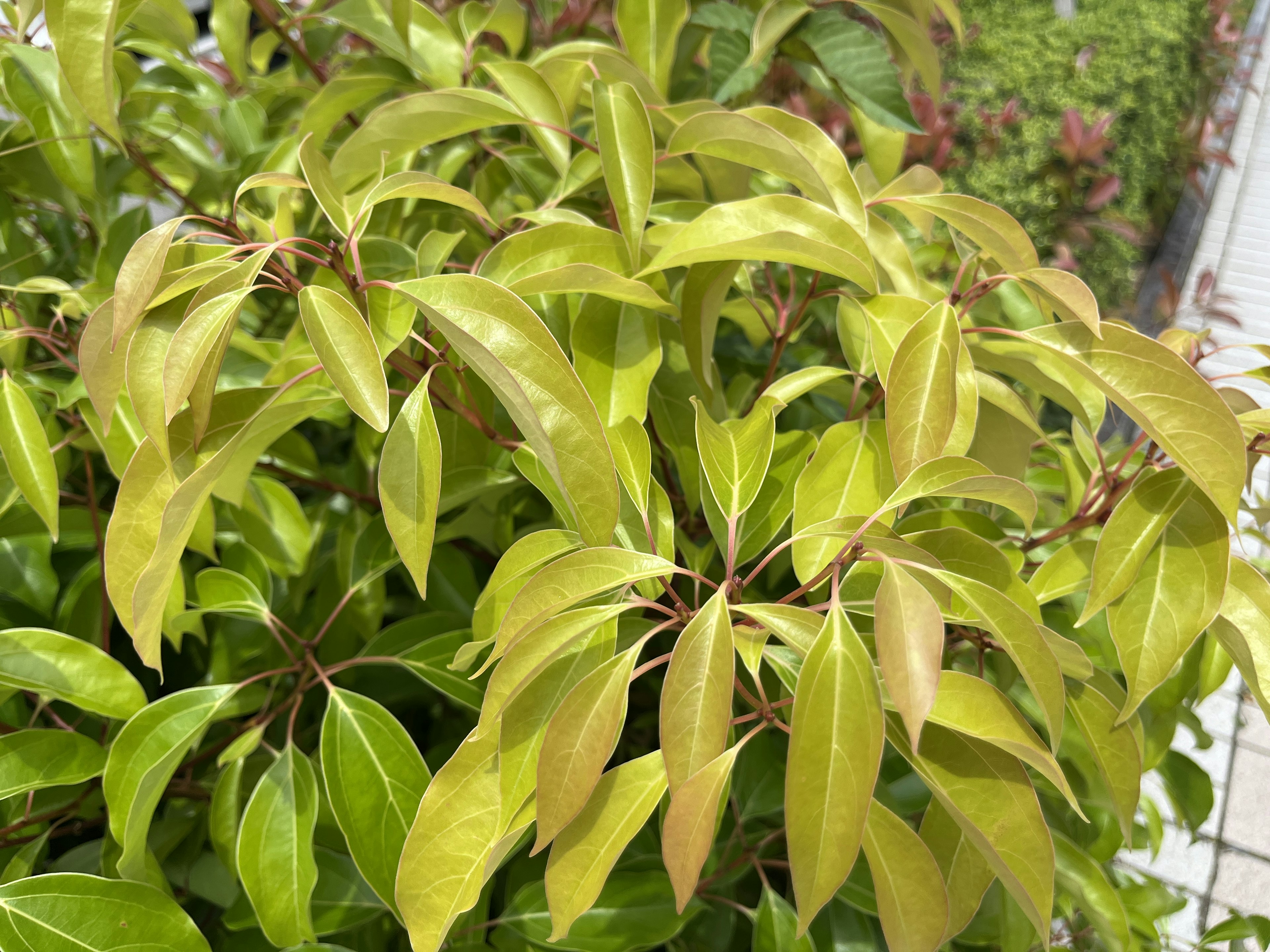 Foto in primo piano di una pianta verde rigogliosa con foglie vibranti