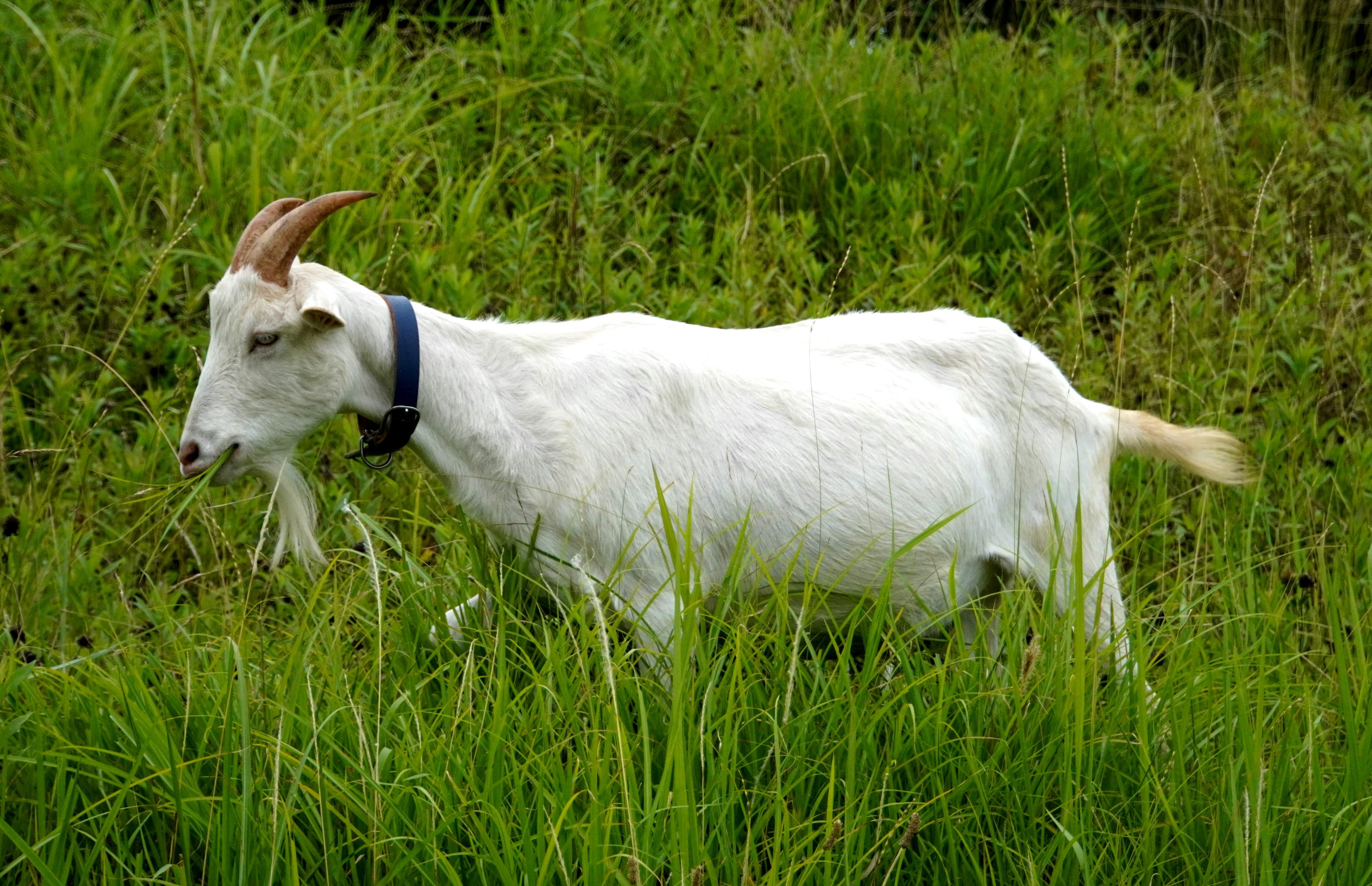 Seekor kambing putih berjalan di rumput hijau subur