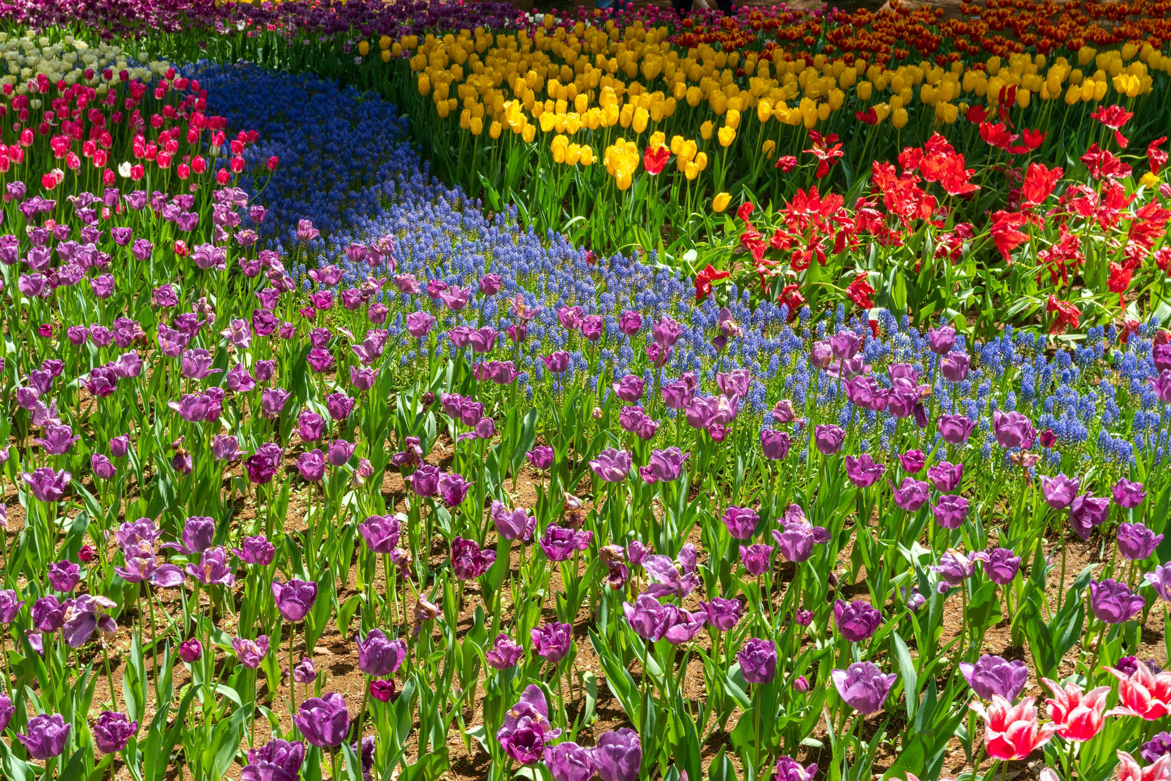 Ein lebendiger Blumengarten mit bunten Tulpen und lila Blüten