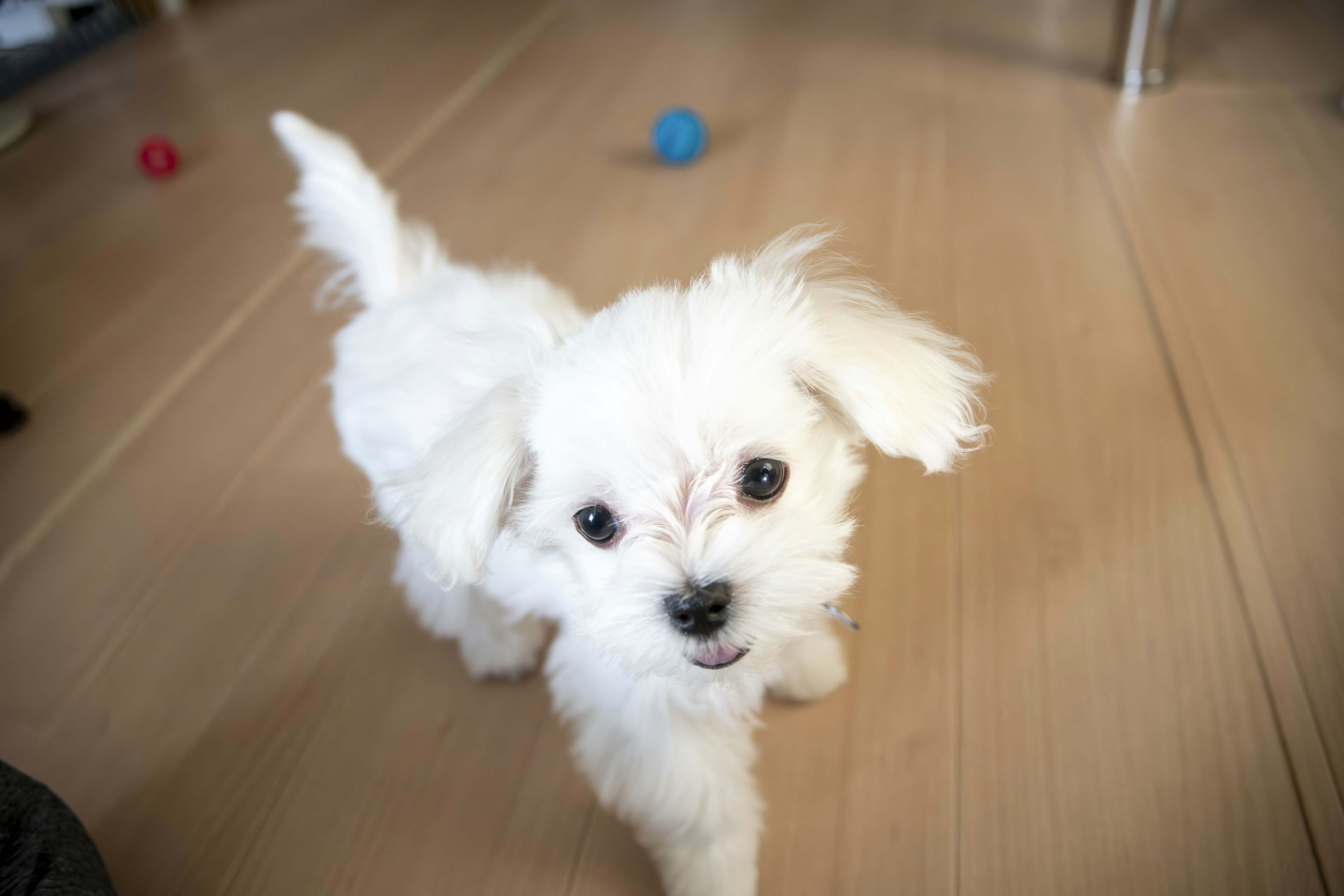 Anak anjing kecil berwarna putih menjelajahi ruangan dengan ekspresi ceria