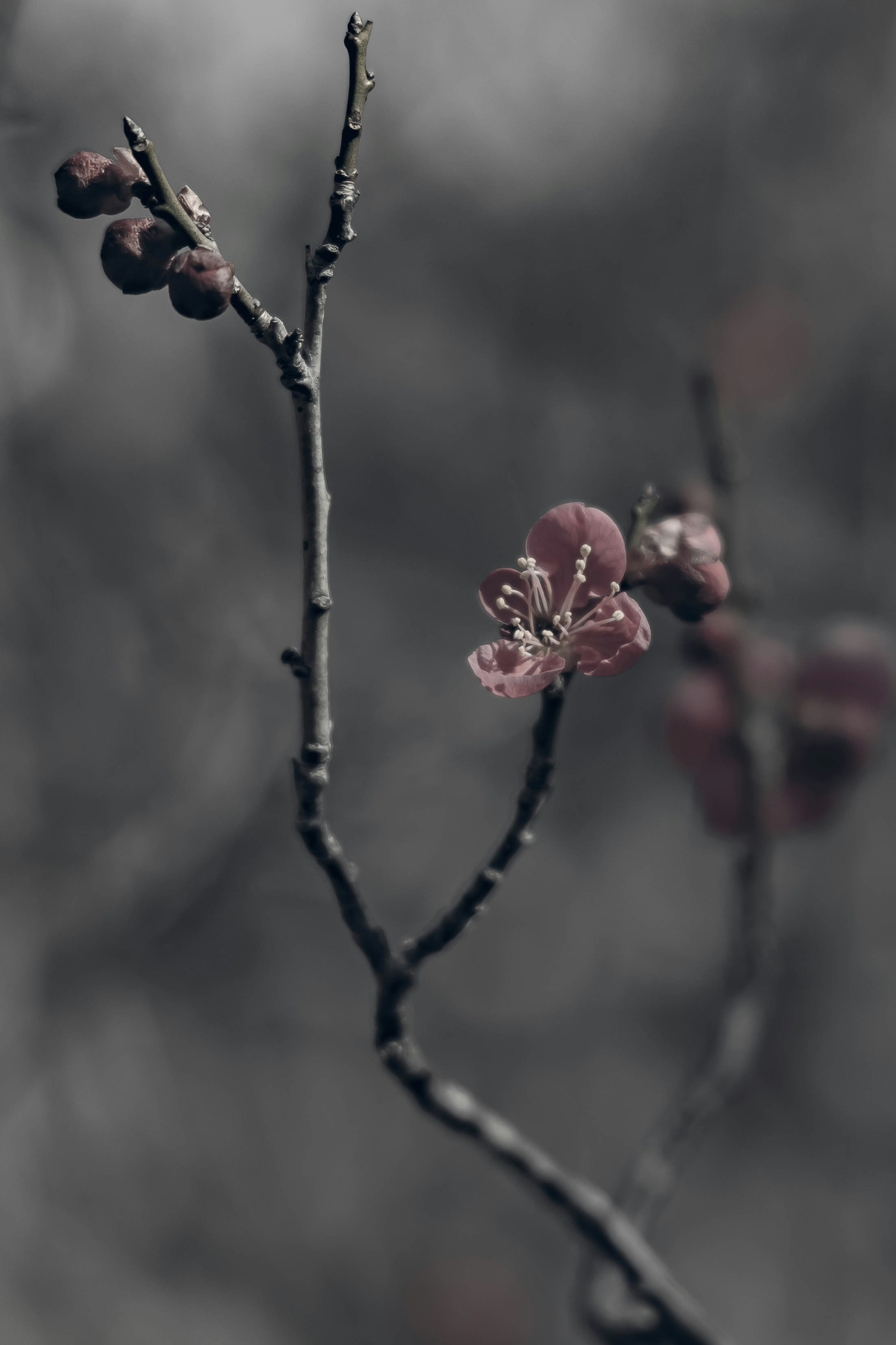 在柔和背景下盛开的樱花和花蕾的树枝