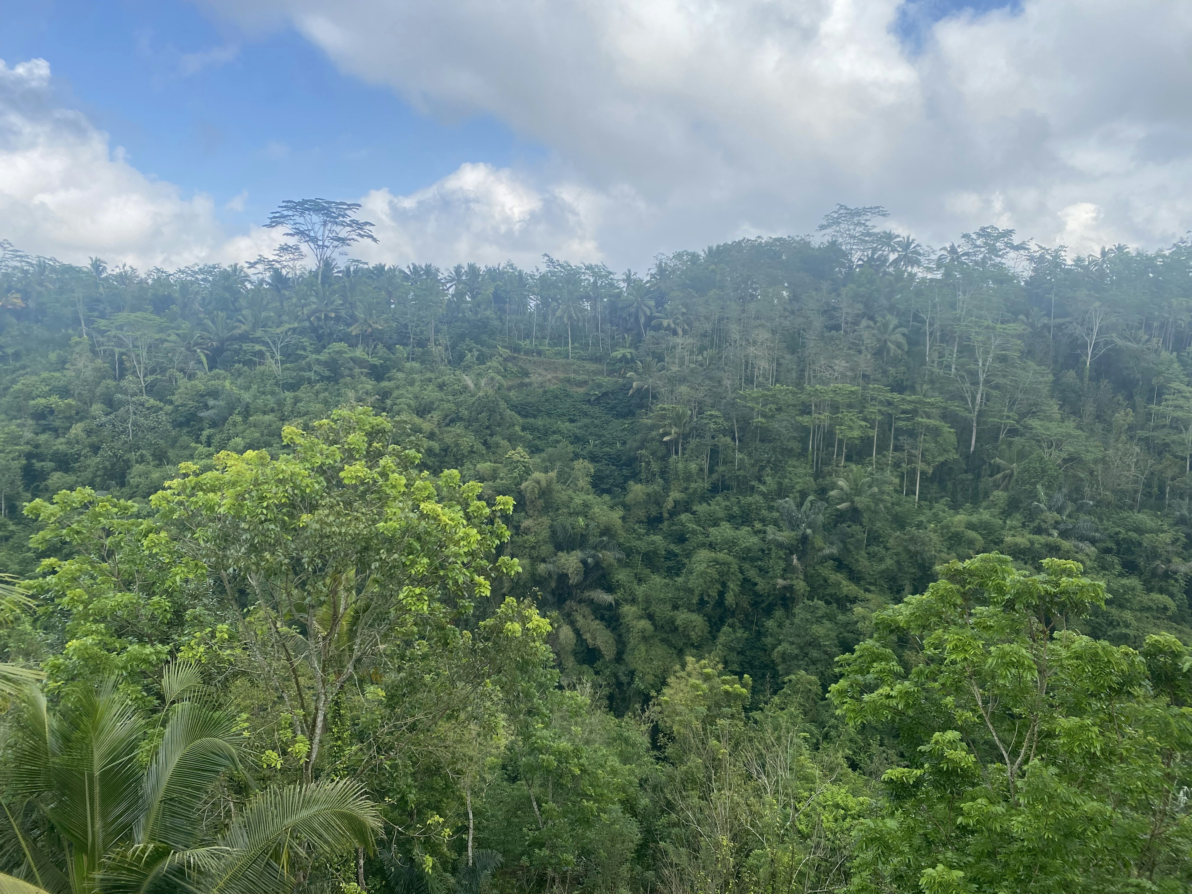 Foresta verdeggiante con cielo azzurro