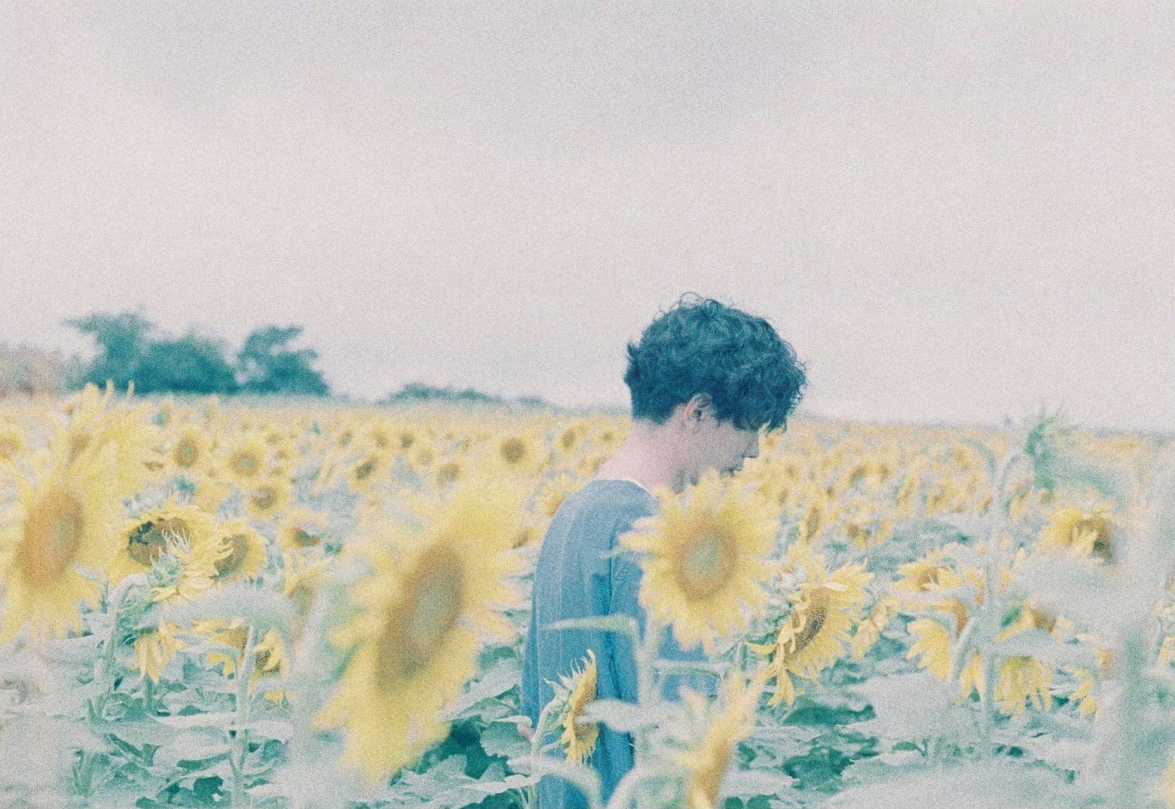 Person standing in a sunflower field