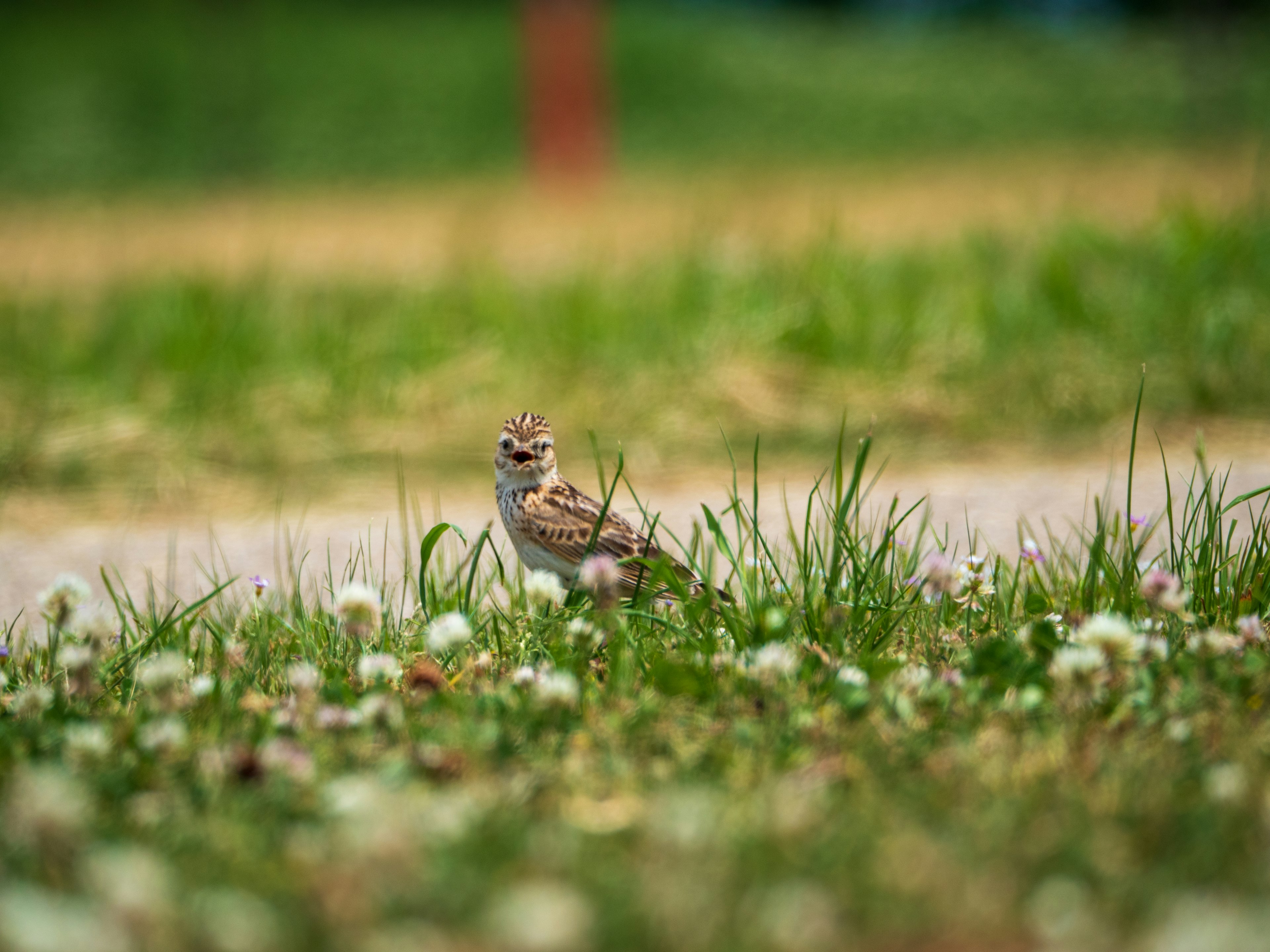 Un pequeño pájaro de pie entre la hierba verde y las flores de trébol