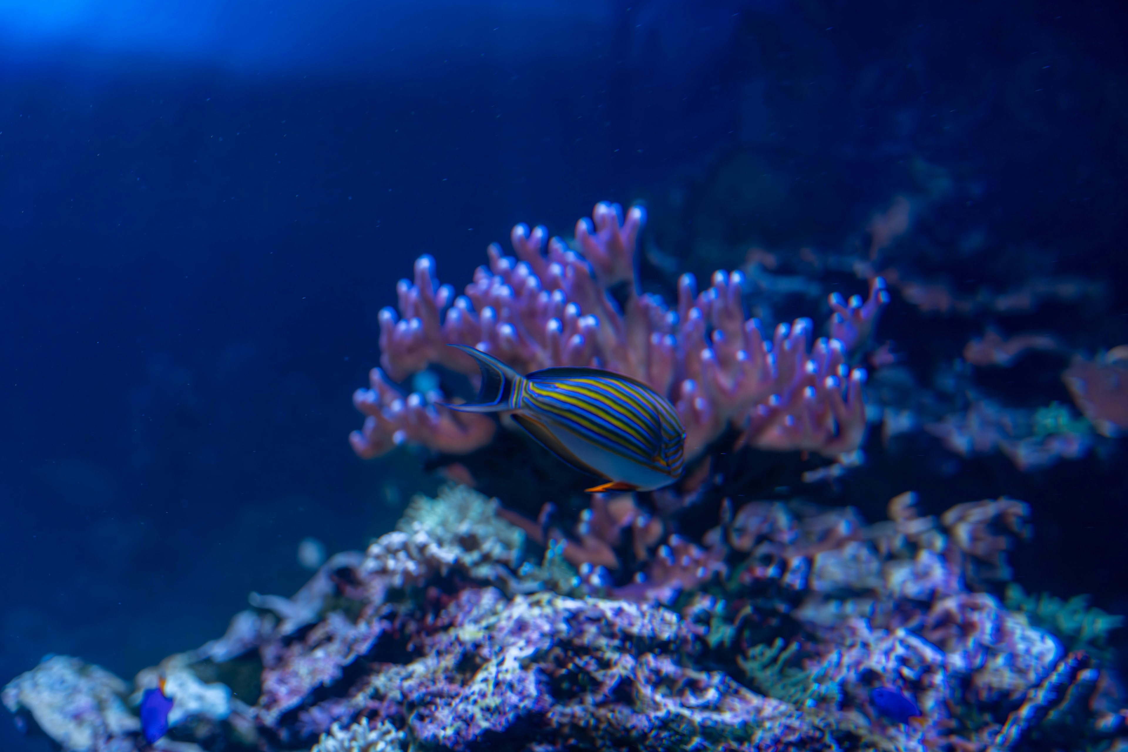 Corallo colorato e pesce che nuota in acque oceaniche blu