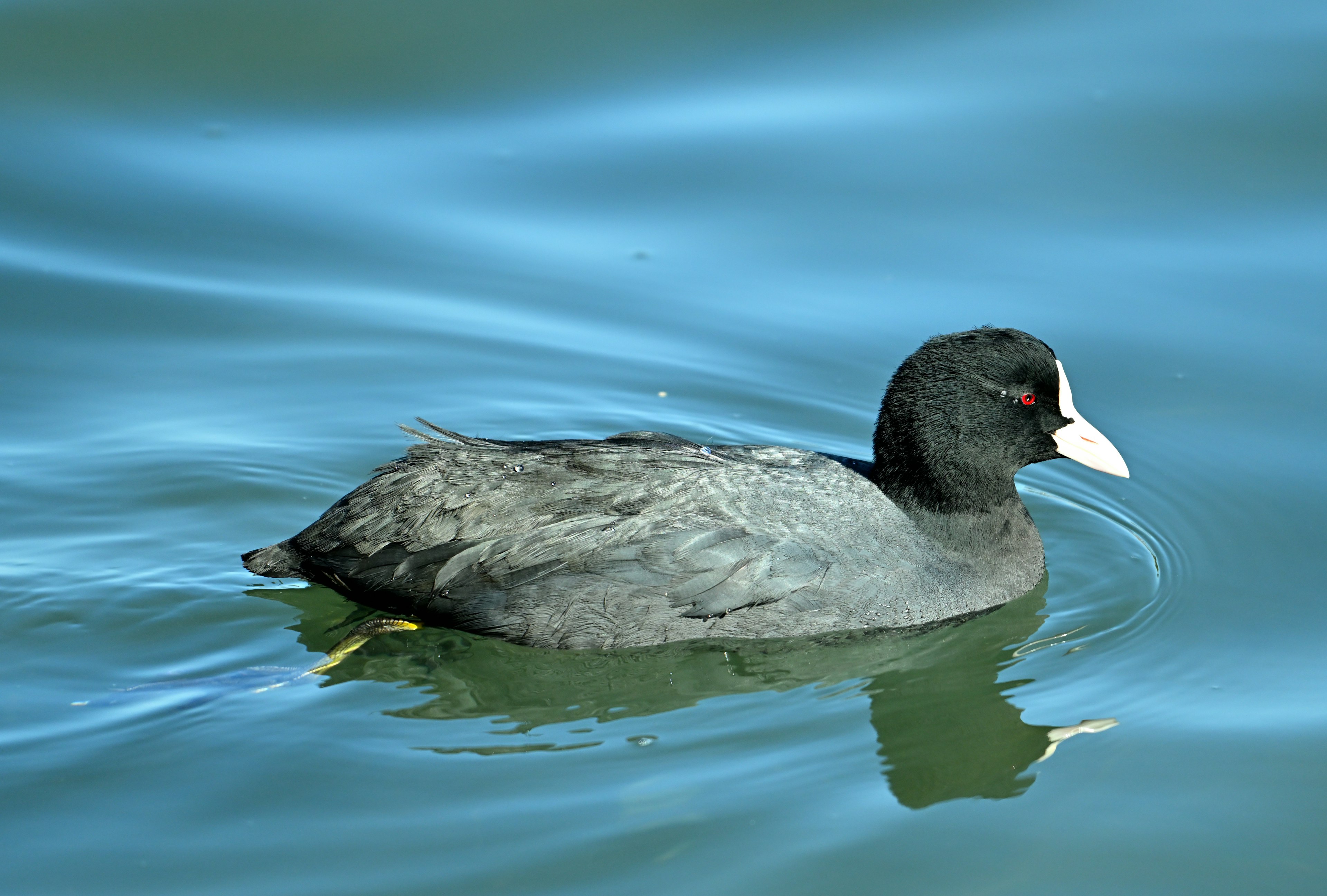 A black bird resembling a coot swimming on the water surface