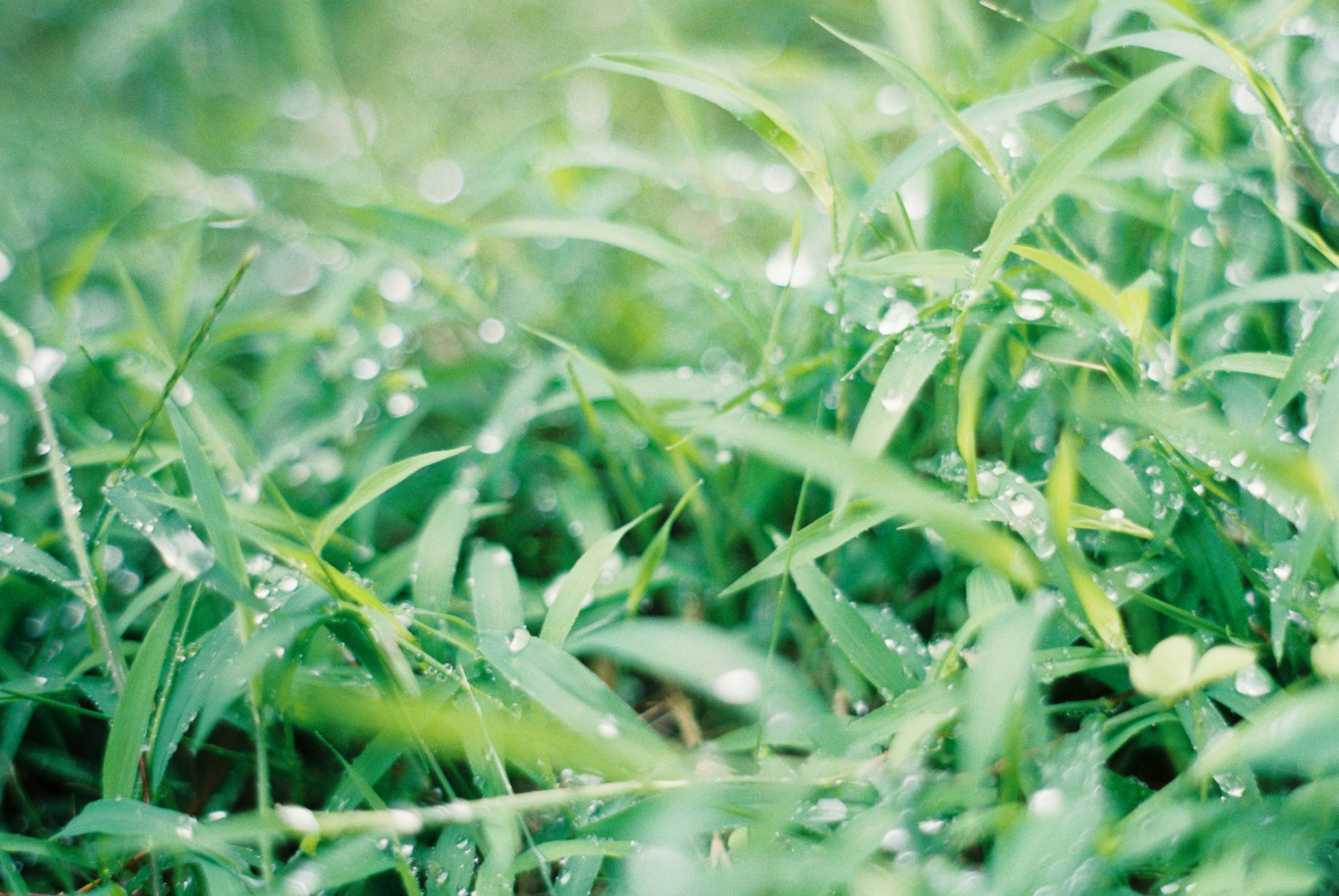 緑の草の葉に水滴がついている鮮やかな写真