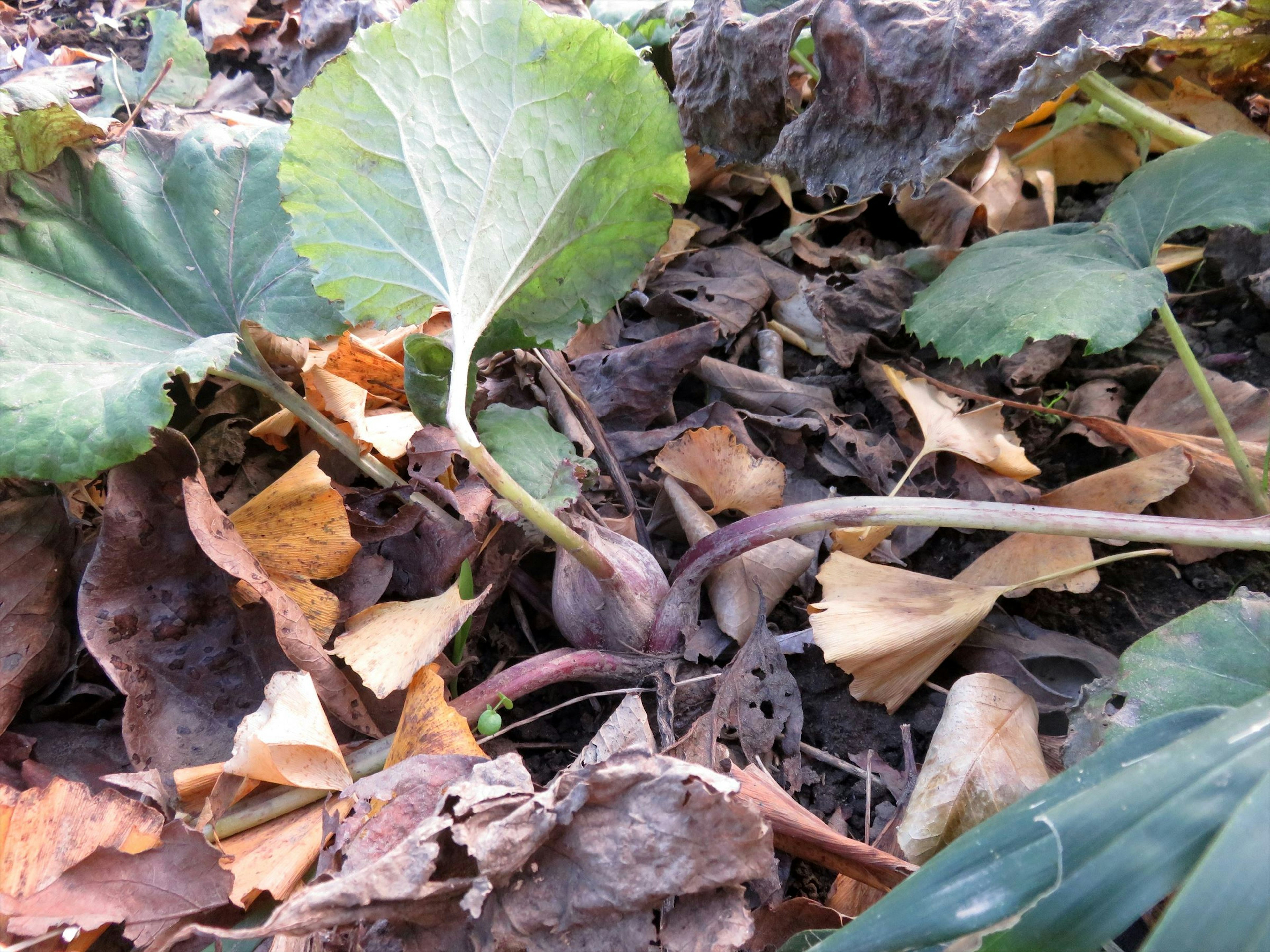 土の中から出ている葉と根のある植物の画像 落ち葉が周囲に散らばっている