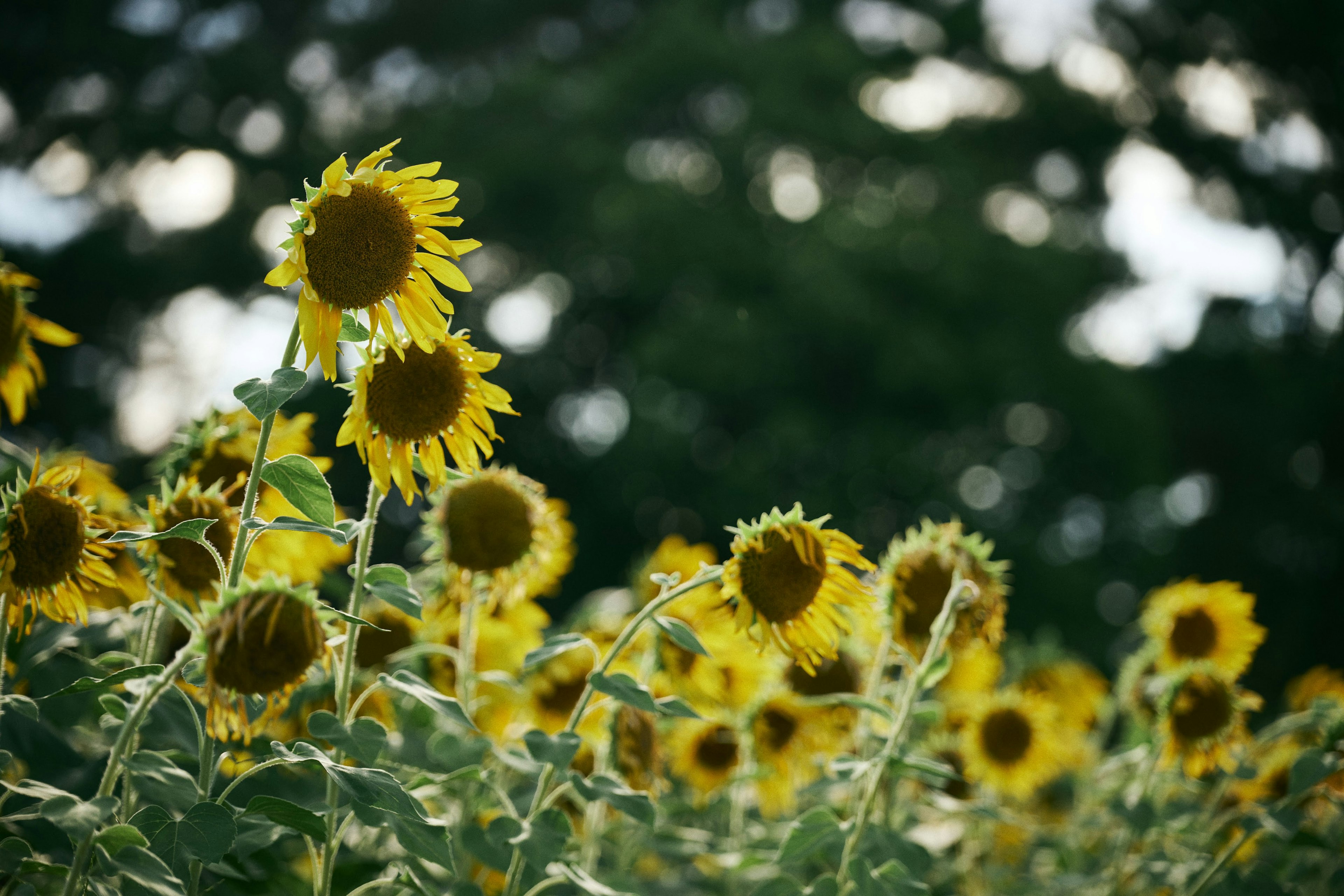 Campo de girasoles con fondo verde borroso