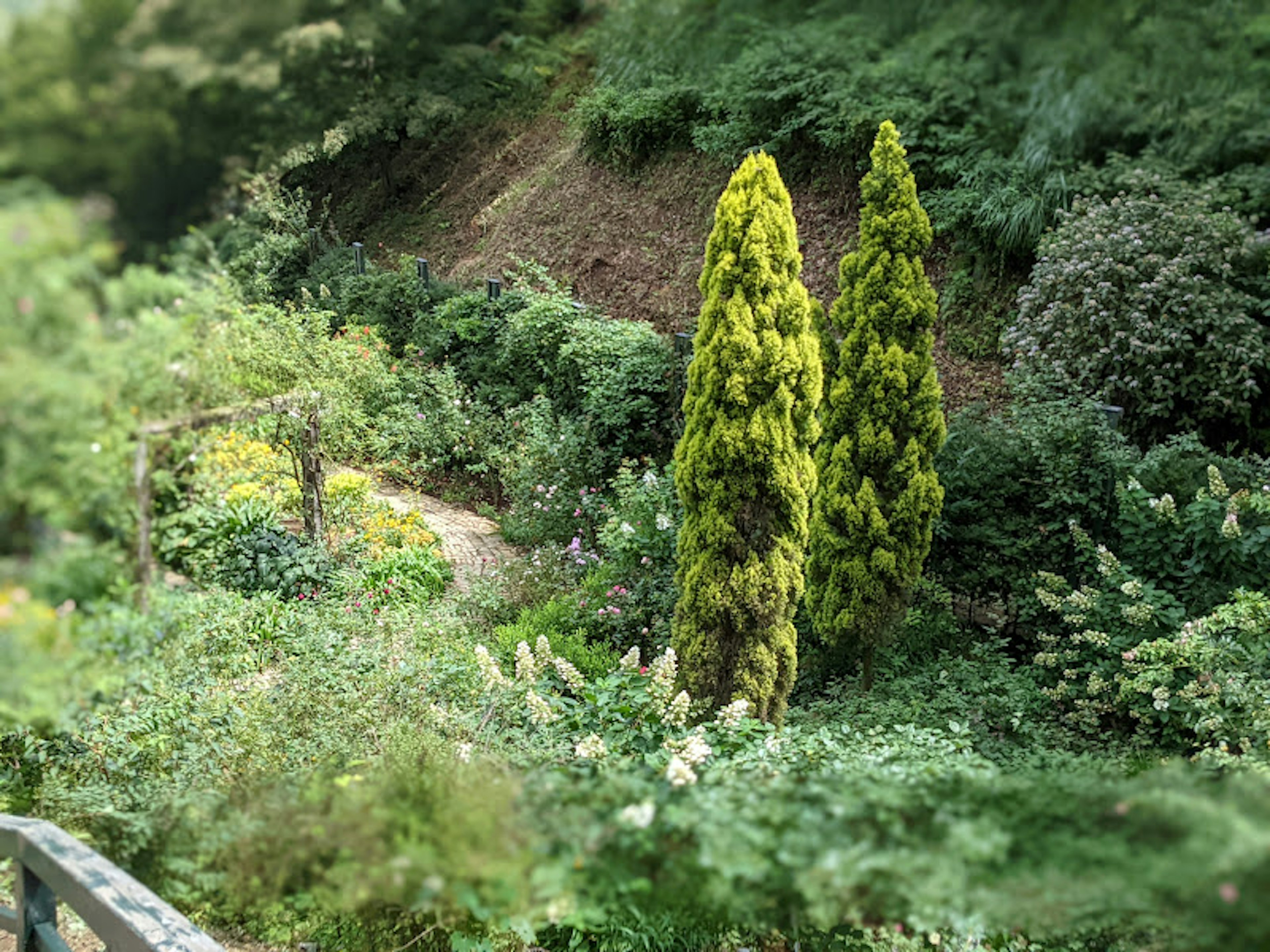 Deux arbres jaune-vert vibrants dans un jardin luxuriant entouré de diverses plantes