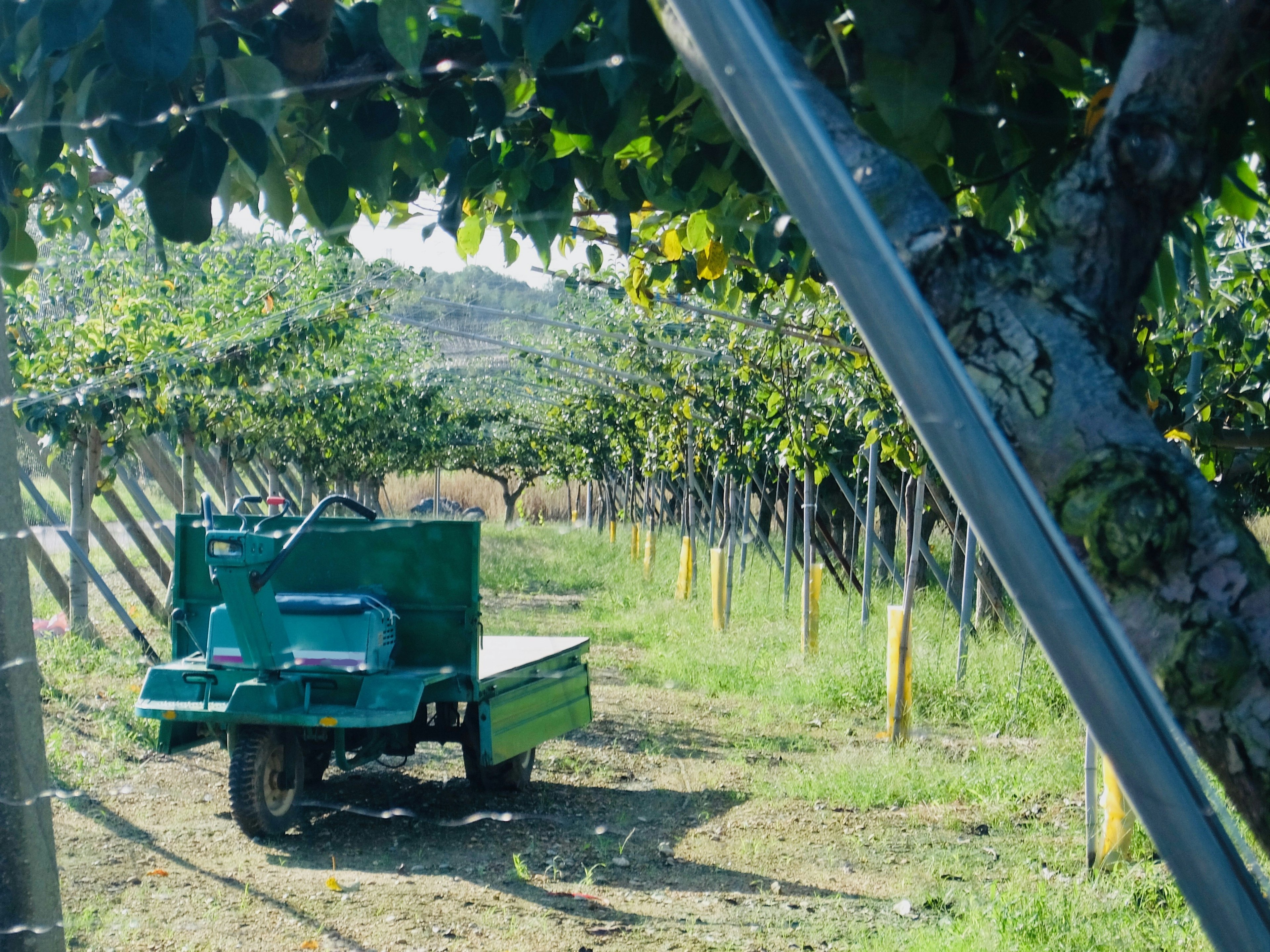 A green trailer positioned in an orchard with trees