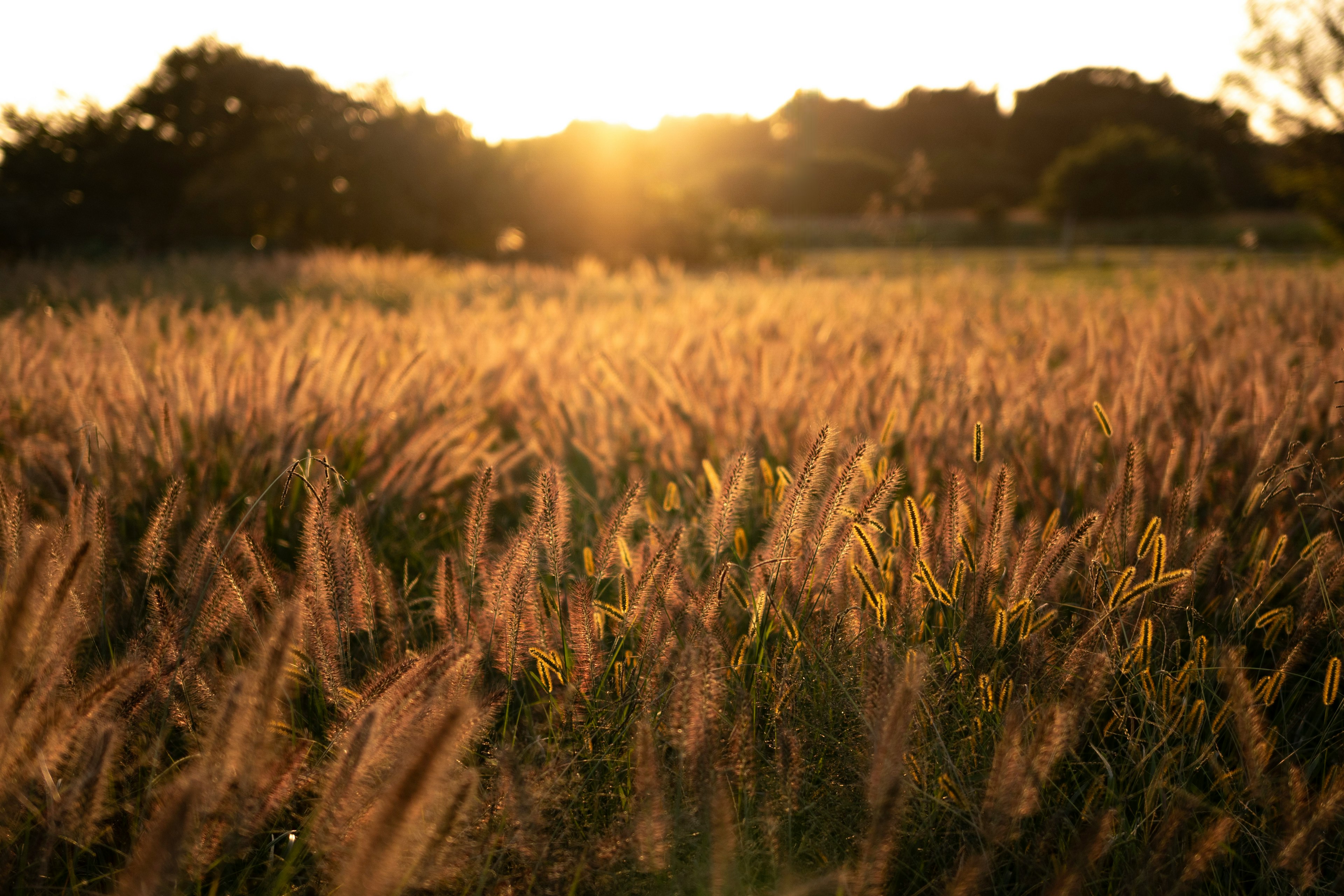 Campo de hierba ondeante con luz del sol al atardecer