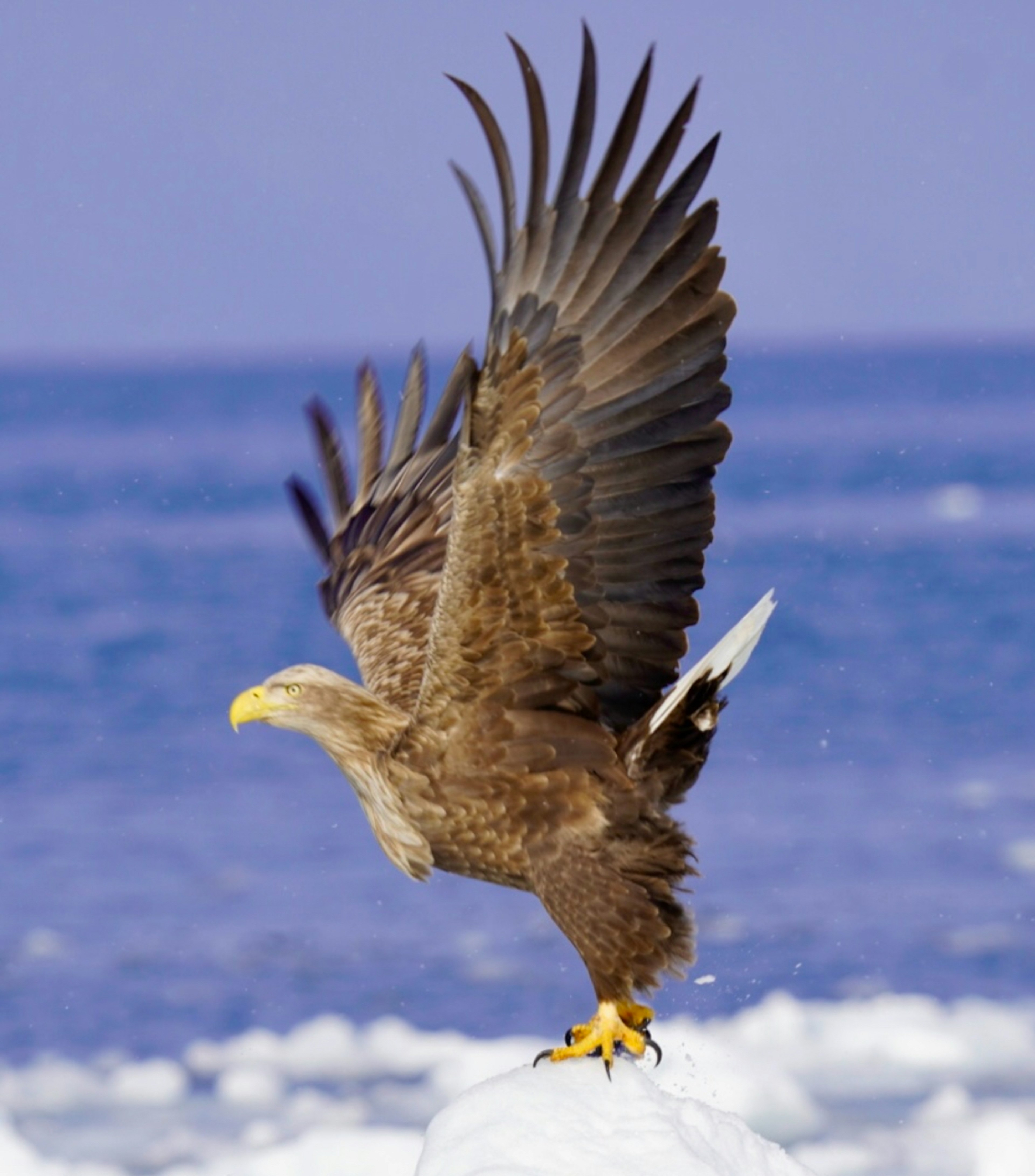 Eagle spreading its wings near the sea