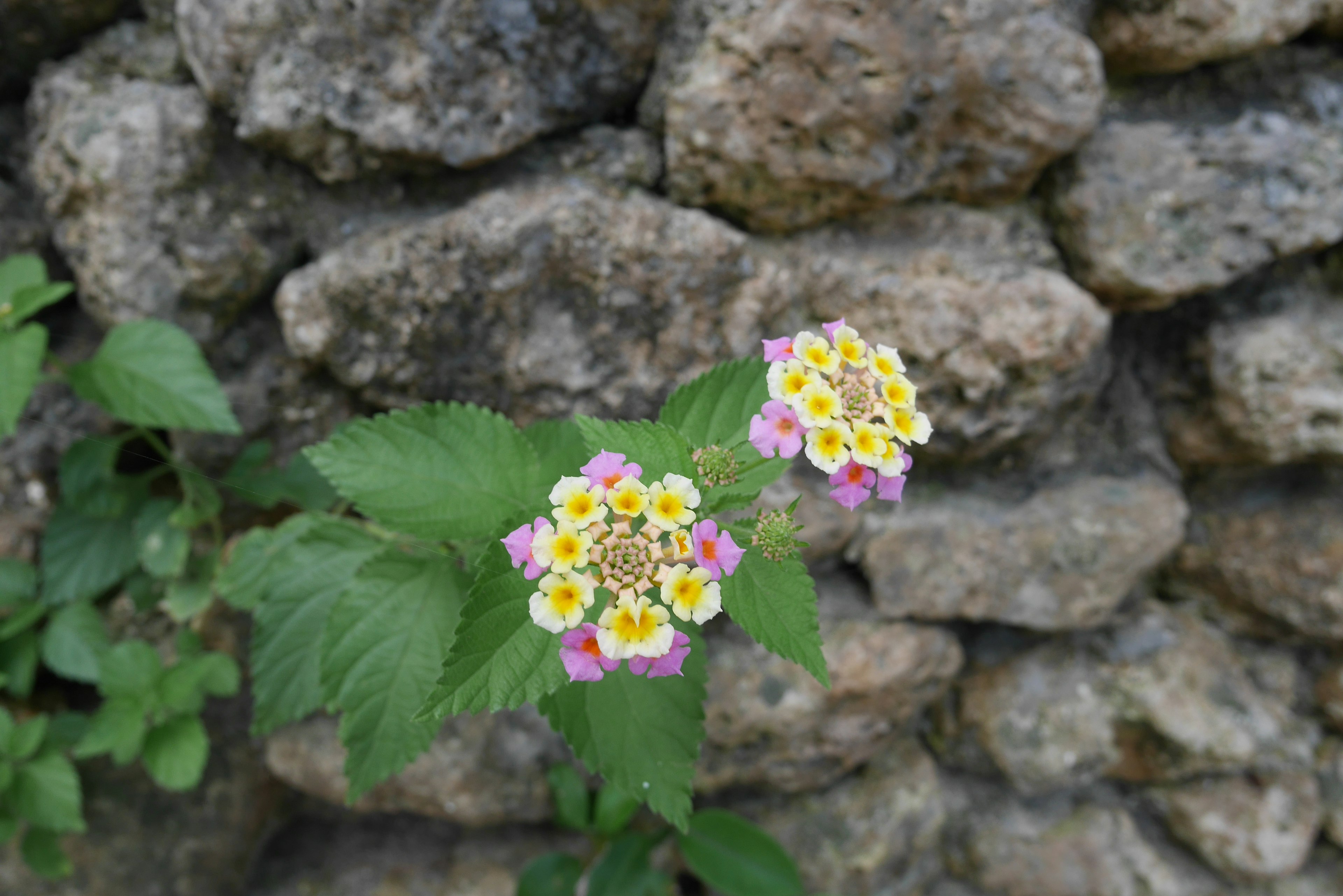 Bunte Blumen und grüne Blätter vor einer Steinmauer