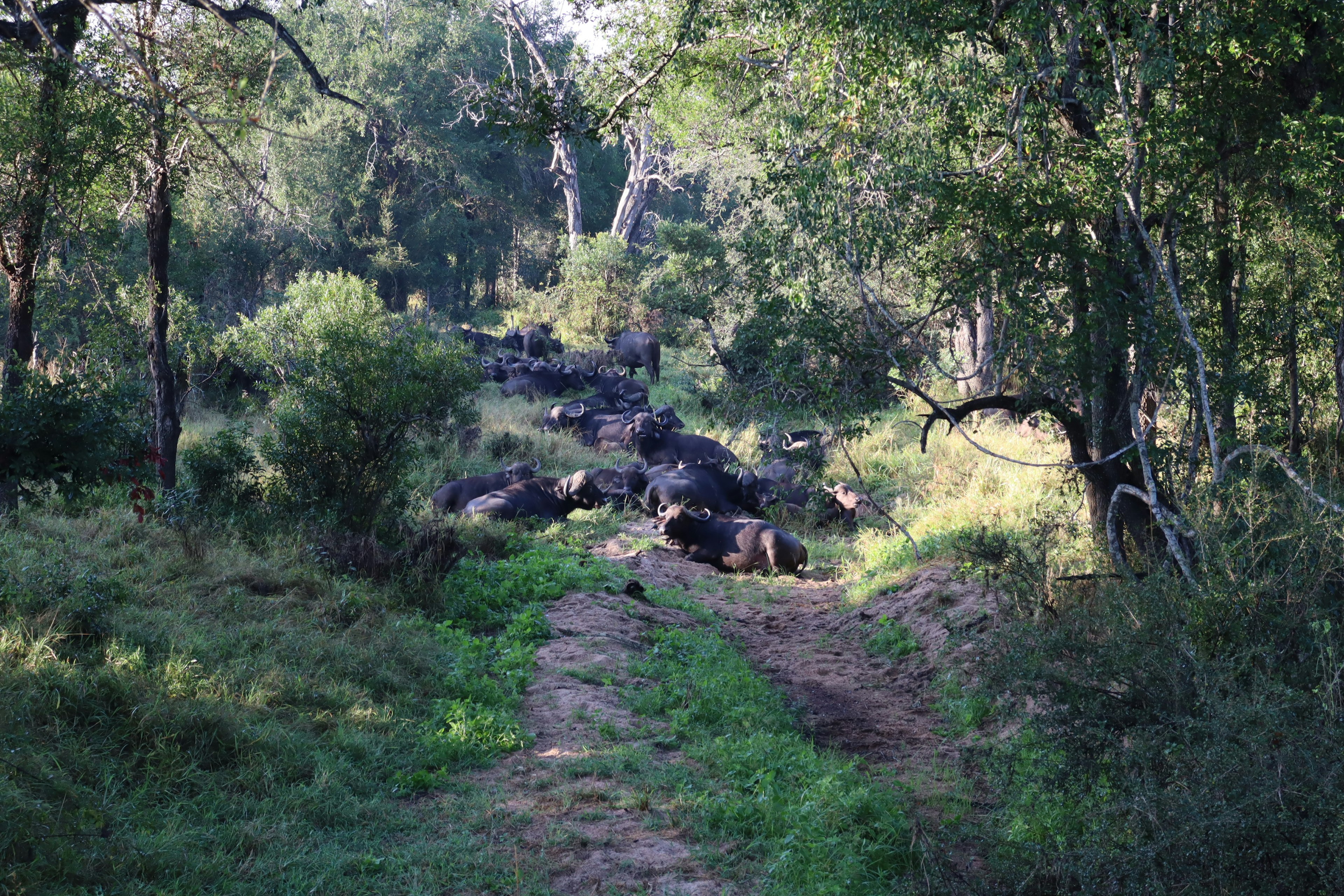 Eine malerische Ansicht von Rindern, die in einem üppigen Wald grasen