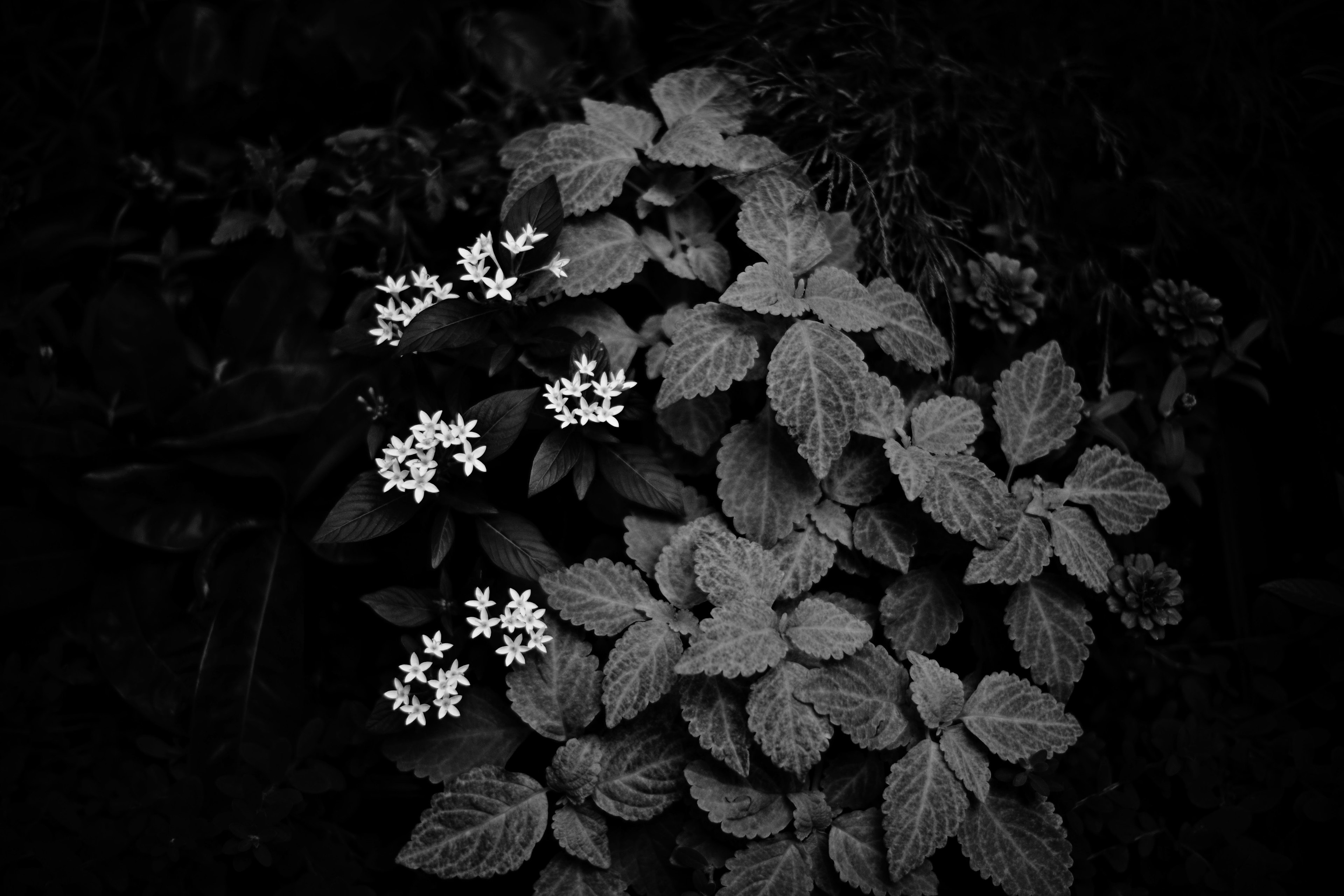 Fiori bianchi e foglie verdi disposti magnificamente su uno sfondo nero