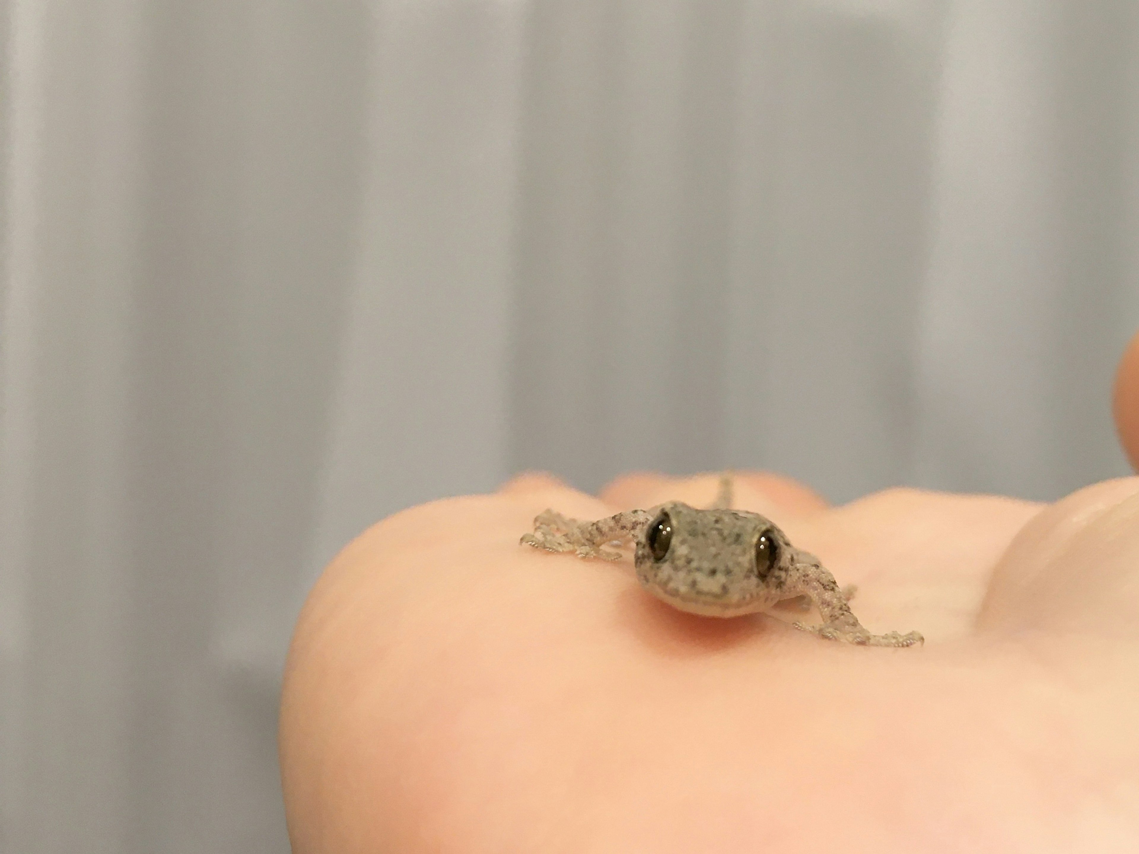 Seekor katak kecil di telapak tangan seseorang