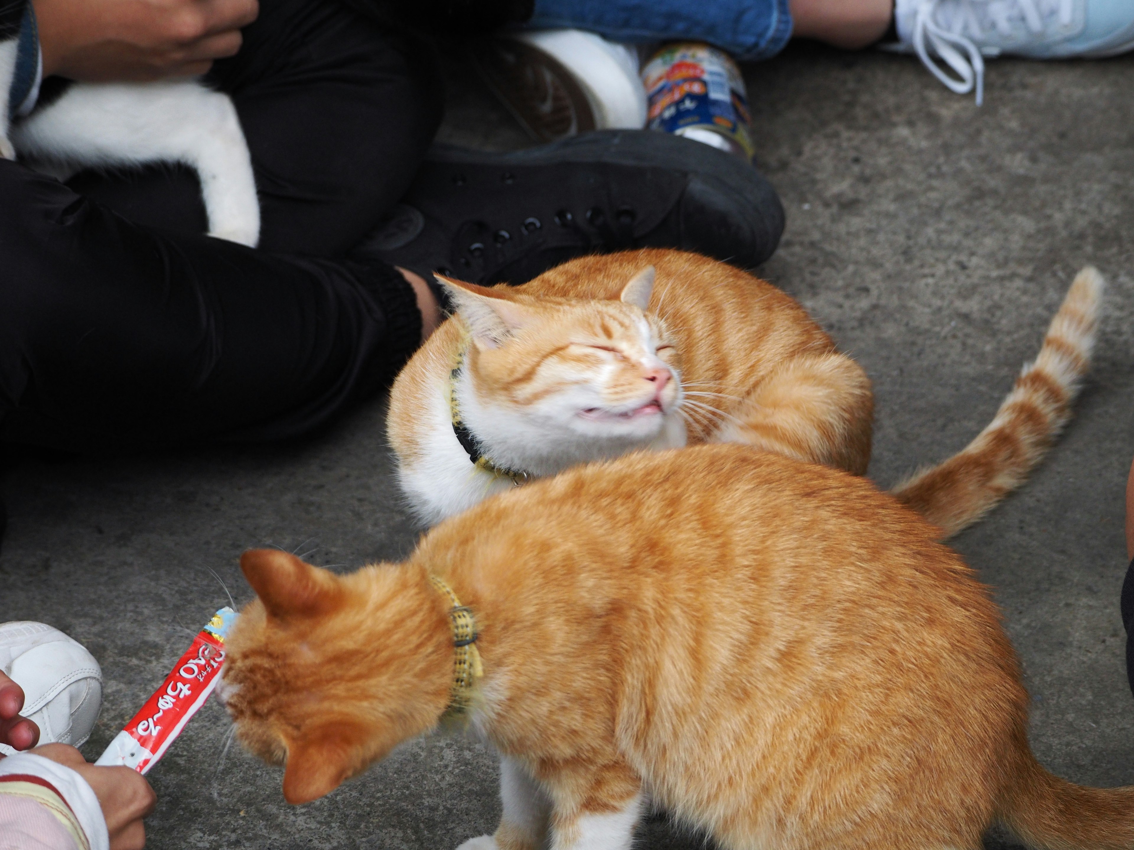 Two orange cats playing near people sitting on the ground