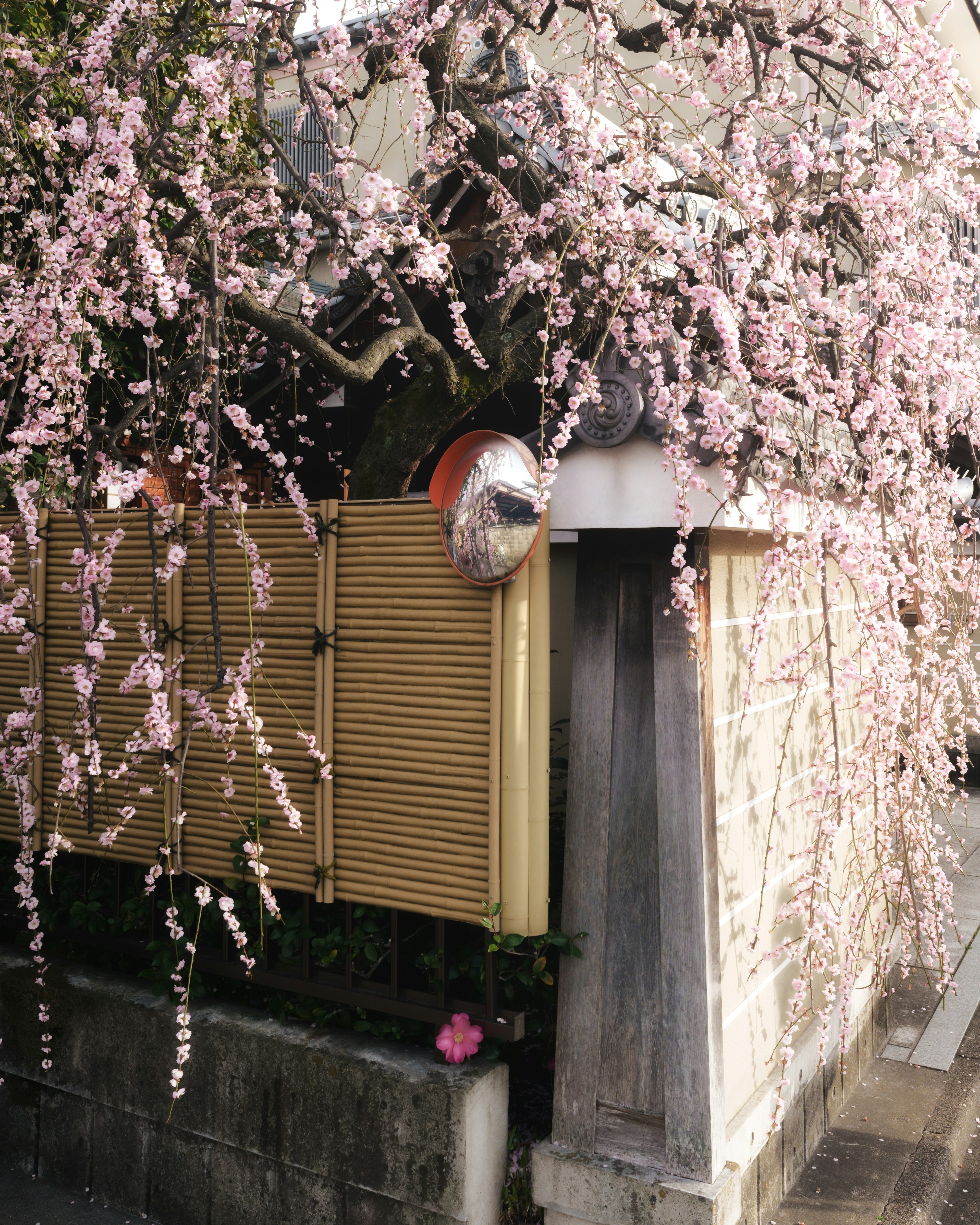 Esterno di una casa giapponese con ciliegi in fiore