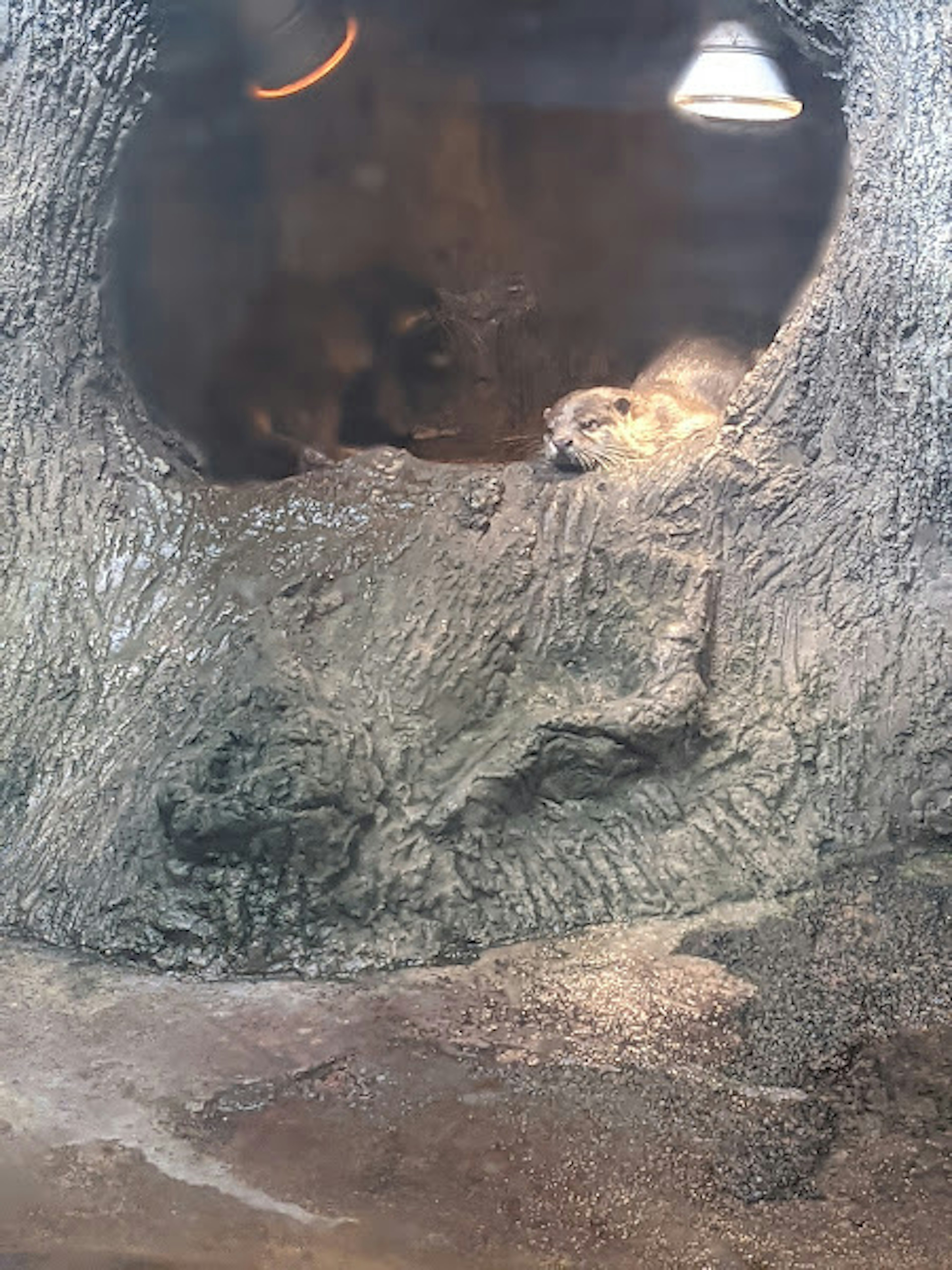 Animal reposant dans une grotte rocheuse