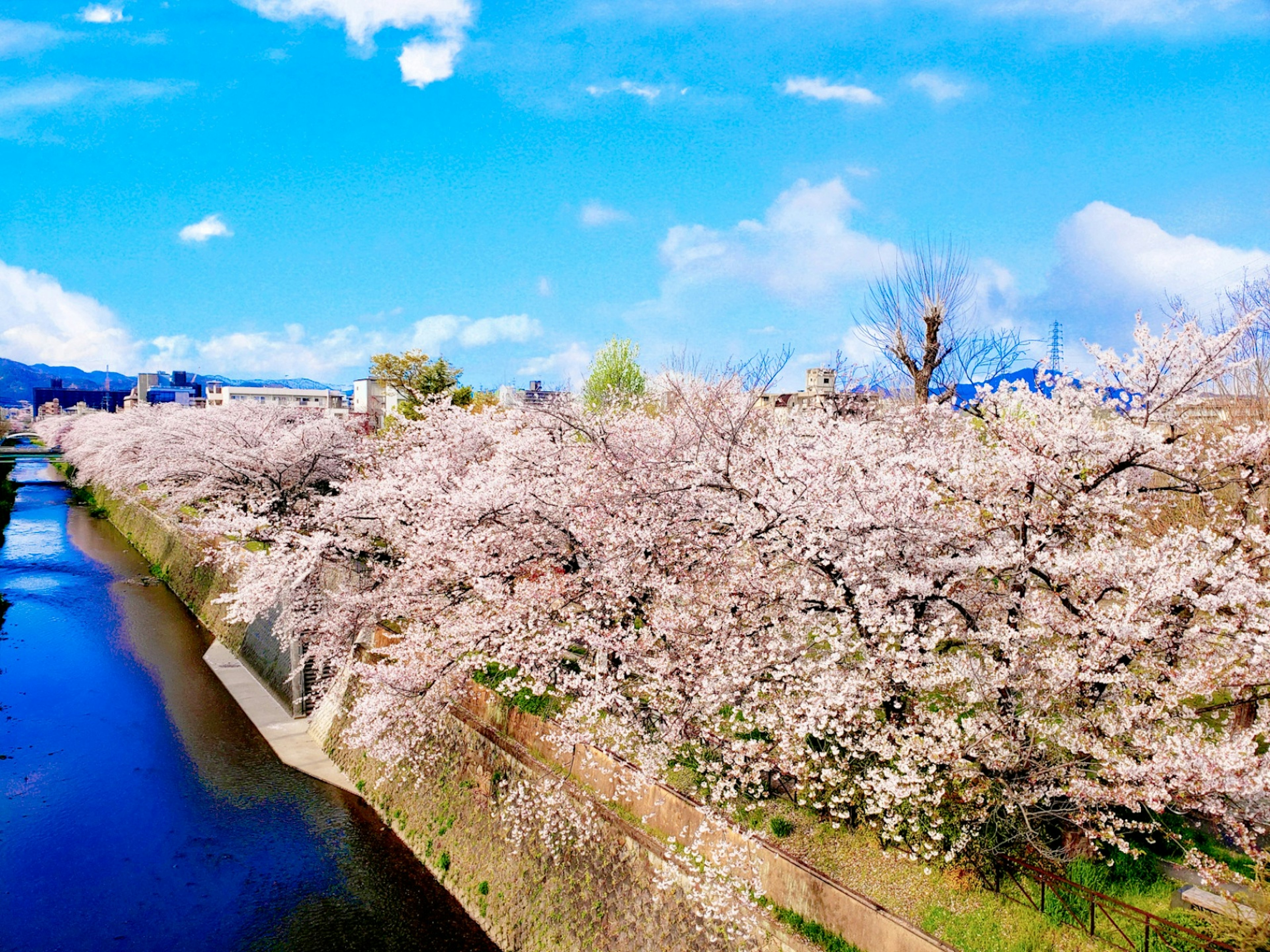 Beautiful scene of cherry blossom trees along a river under a blue sky