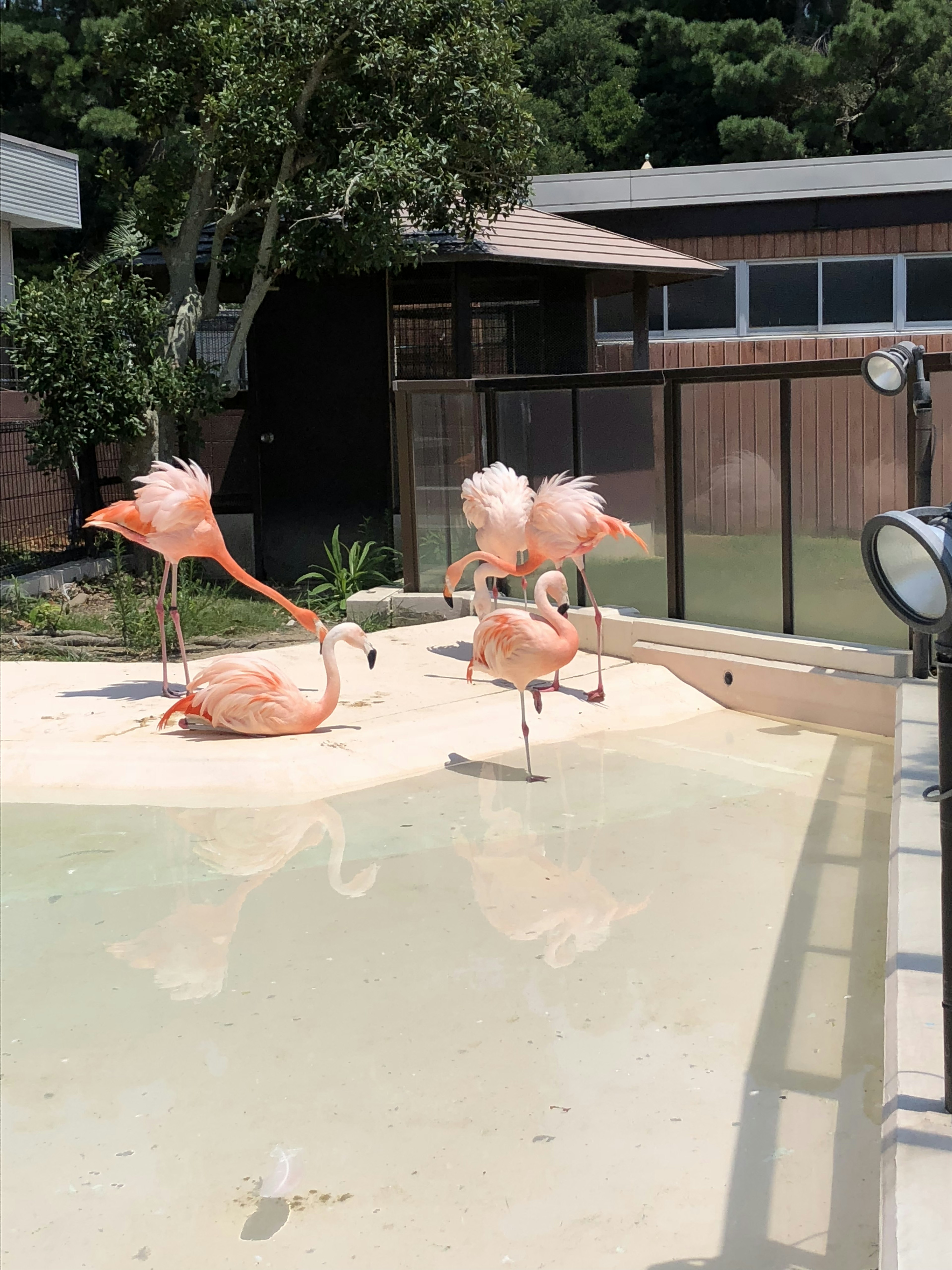 Groupe de flamants roses près d'une piscine dans un environnement ensoleillé