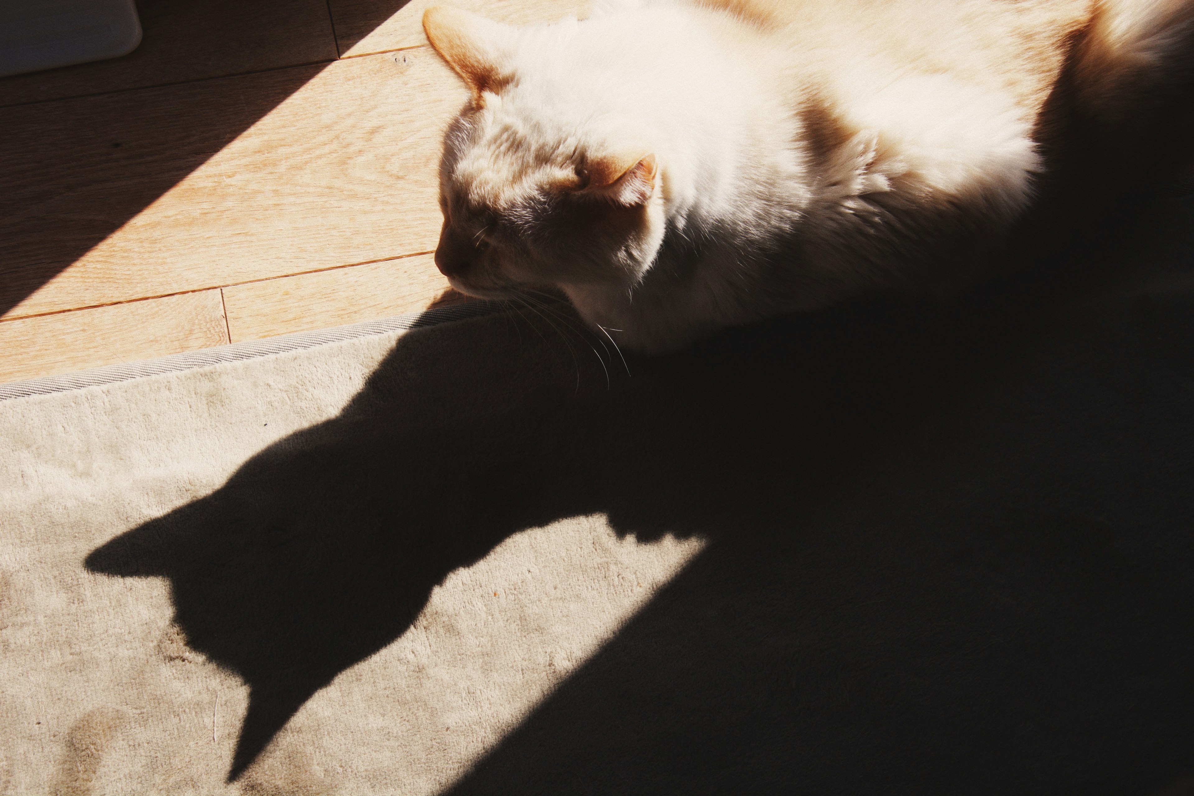 A cat's shadow cast on the floor in sunlight